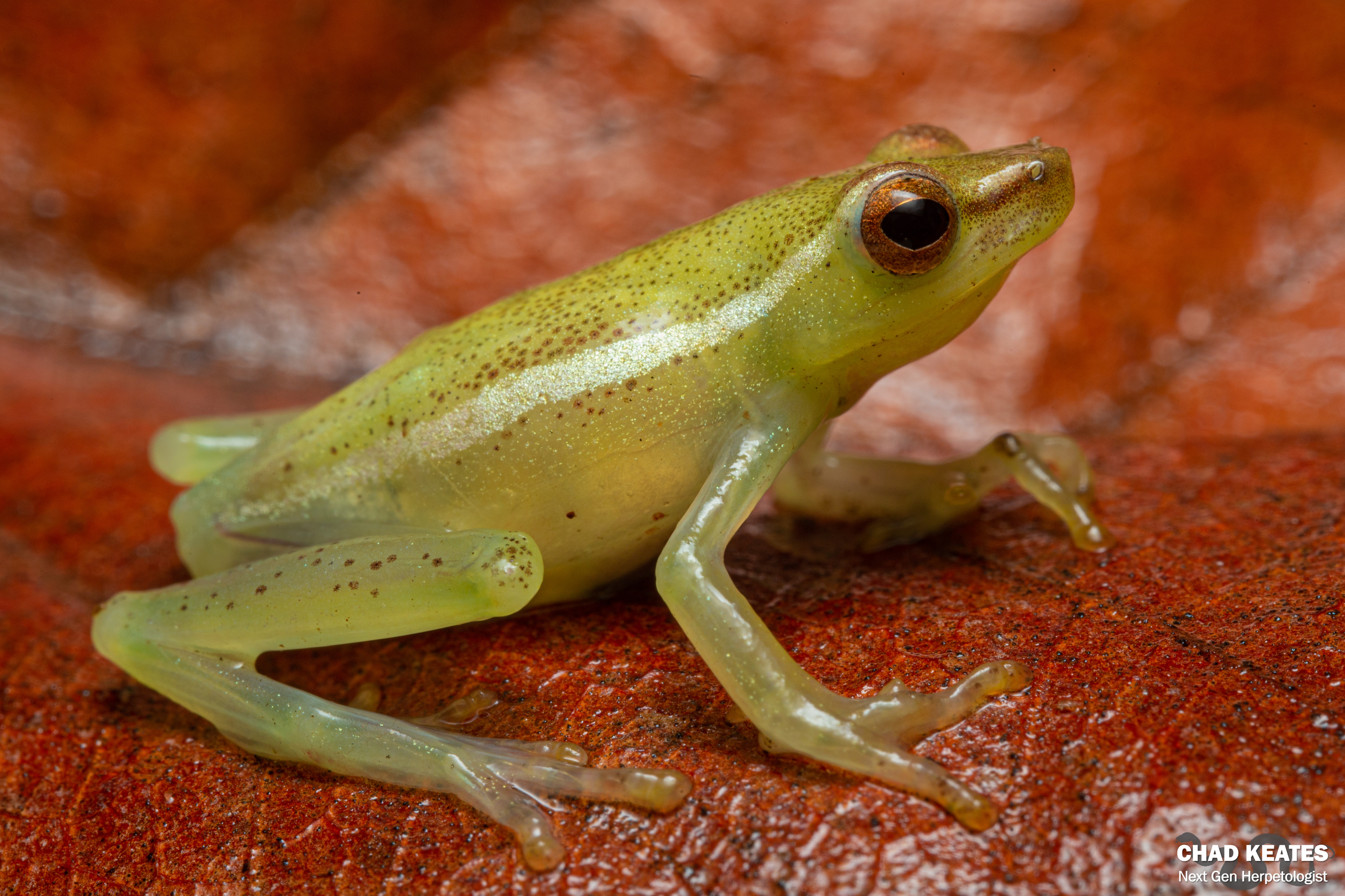 Pointed Reed Frog (Hyperolius nasicus) | Chad Keates