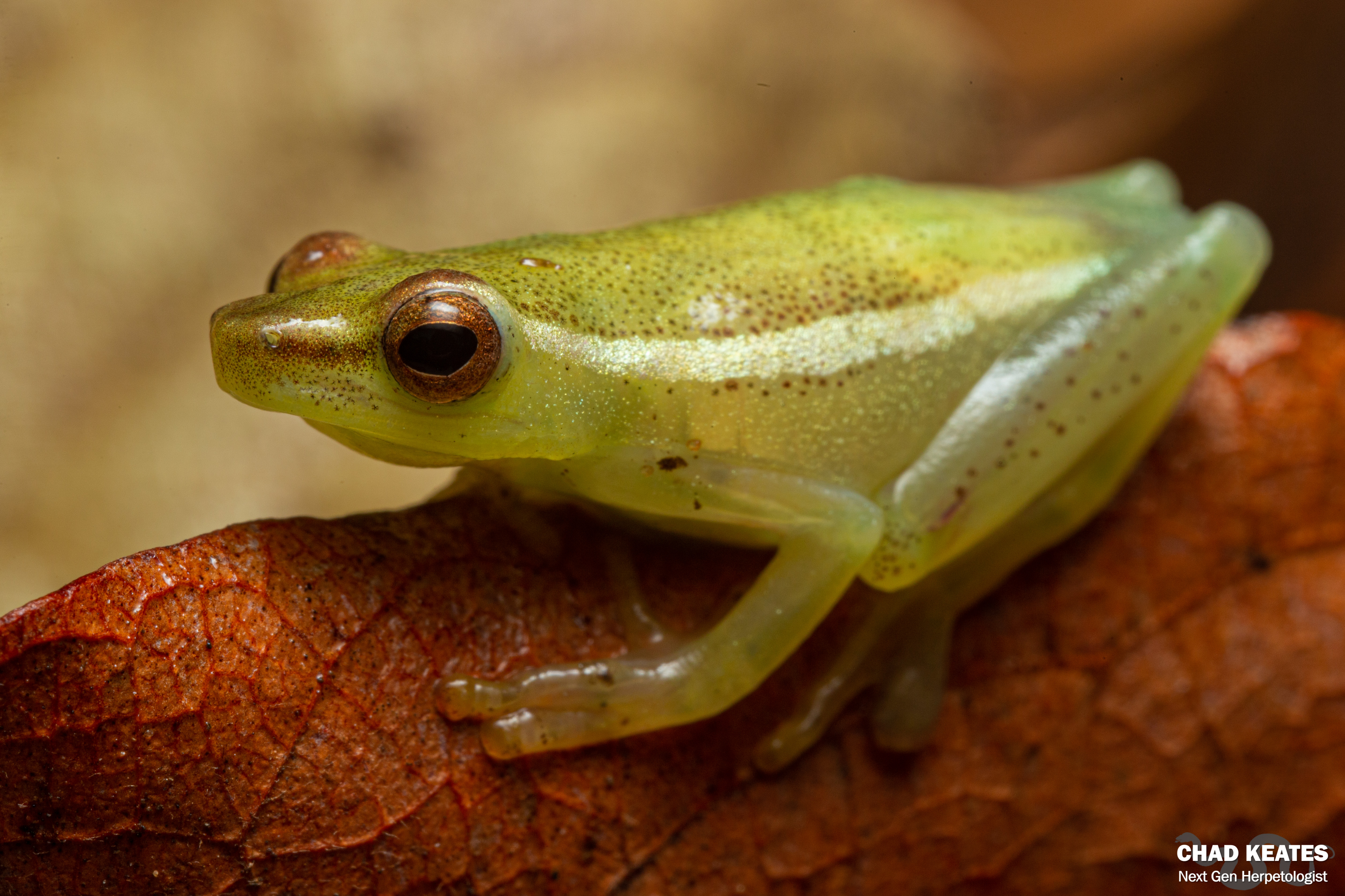 Pointed Reed Frog (Hyperolius nasicus) | Chad Keates