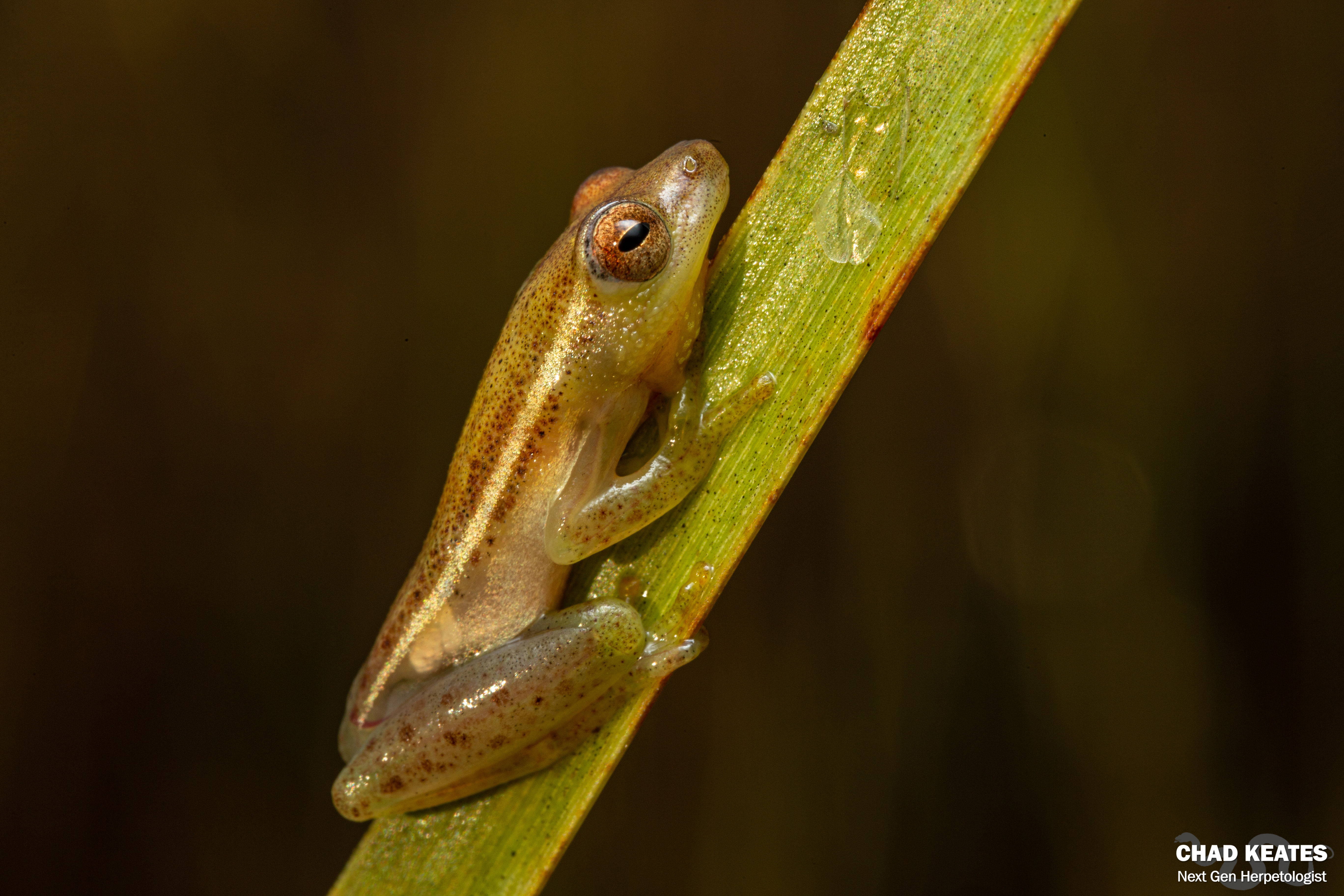 Pointed Reed Frog (Hyperolius nasicus) | Chad Keates