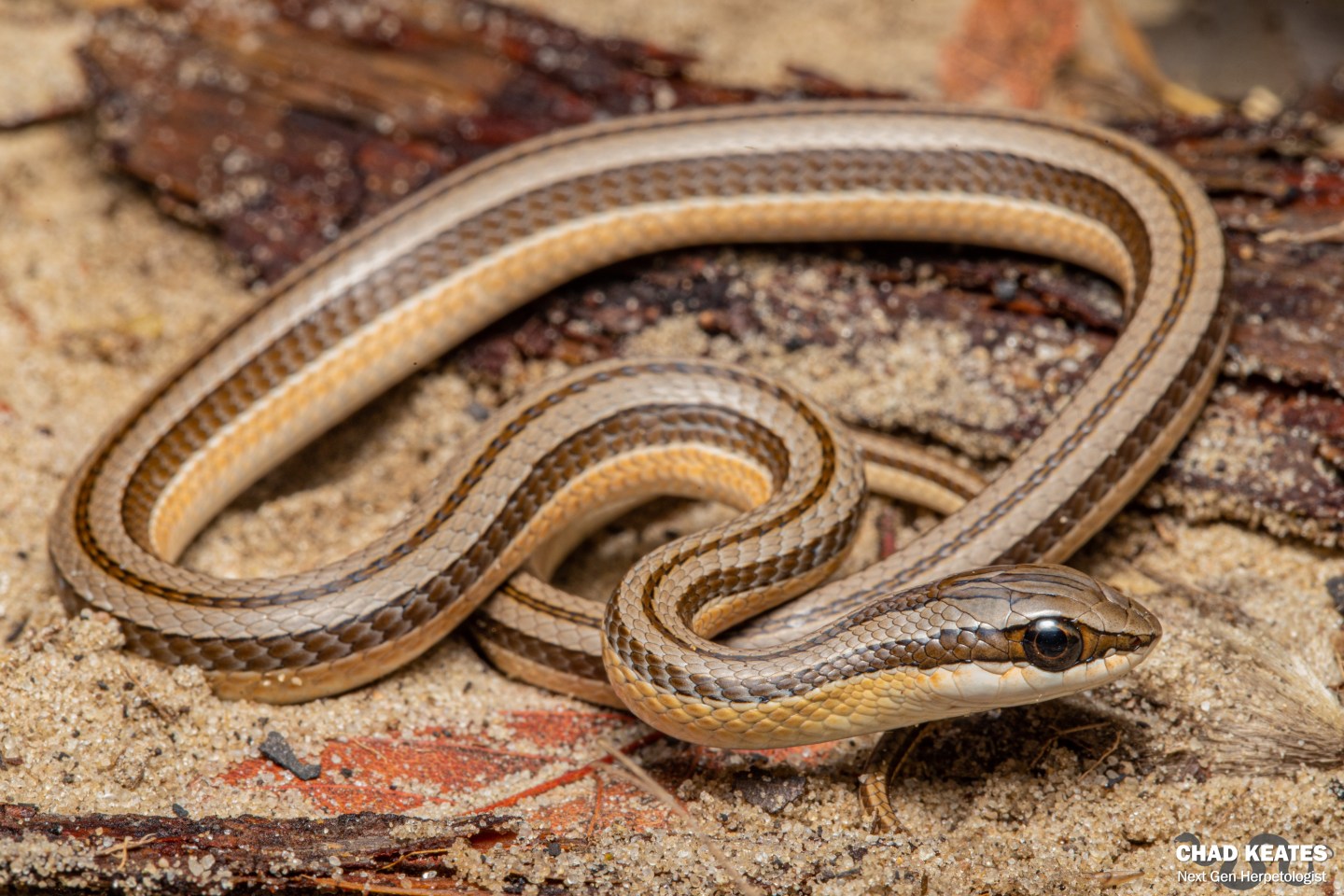 Branch’s Beaked Snake (Kladirostratus acutus) | Chad Keates
