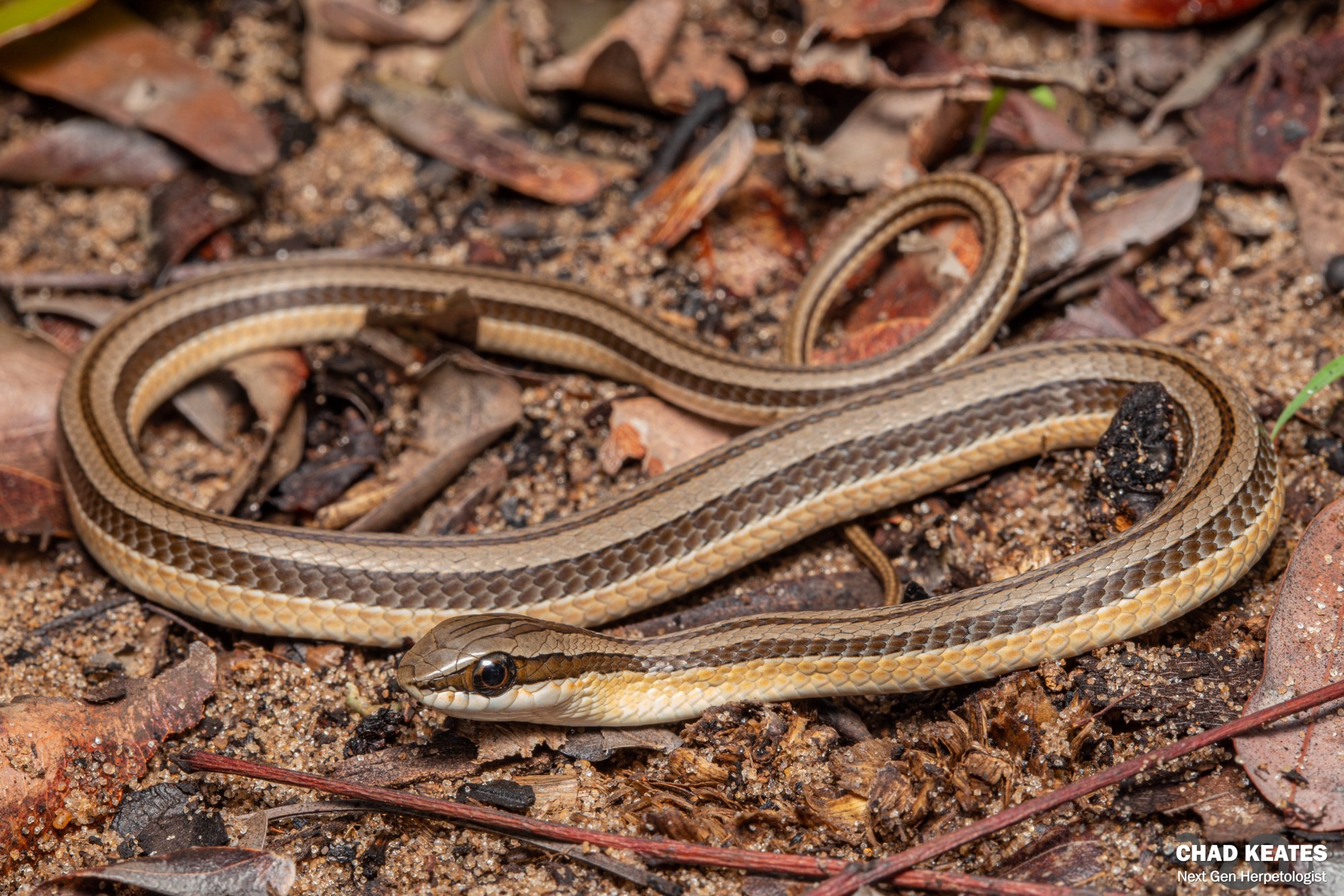 Branch’s Beaked Snake (Kladirostratus acutus) | Chad Keates