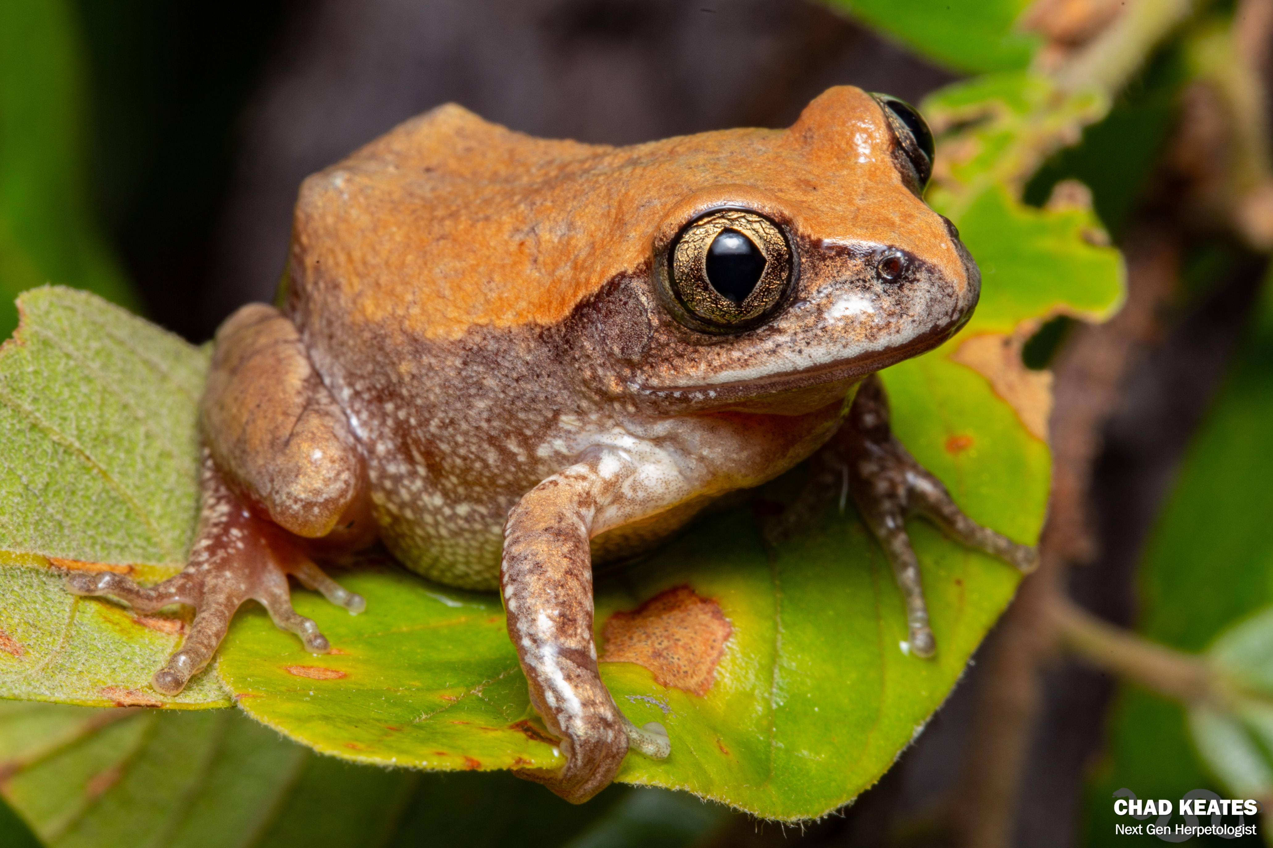 Small Tree Frog (Leptopelis parvus) | Chad Keates