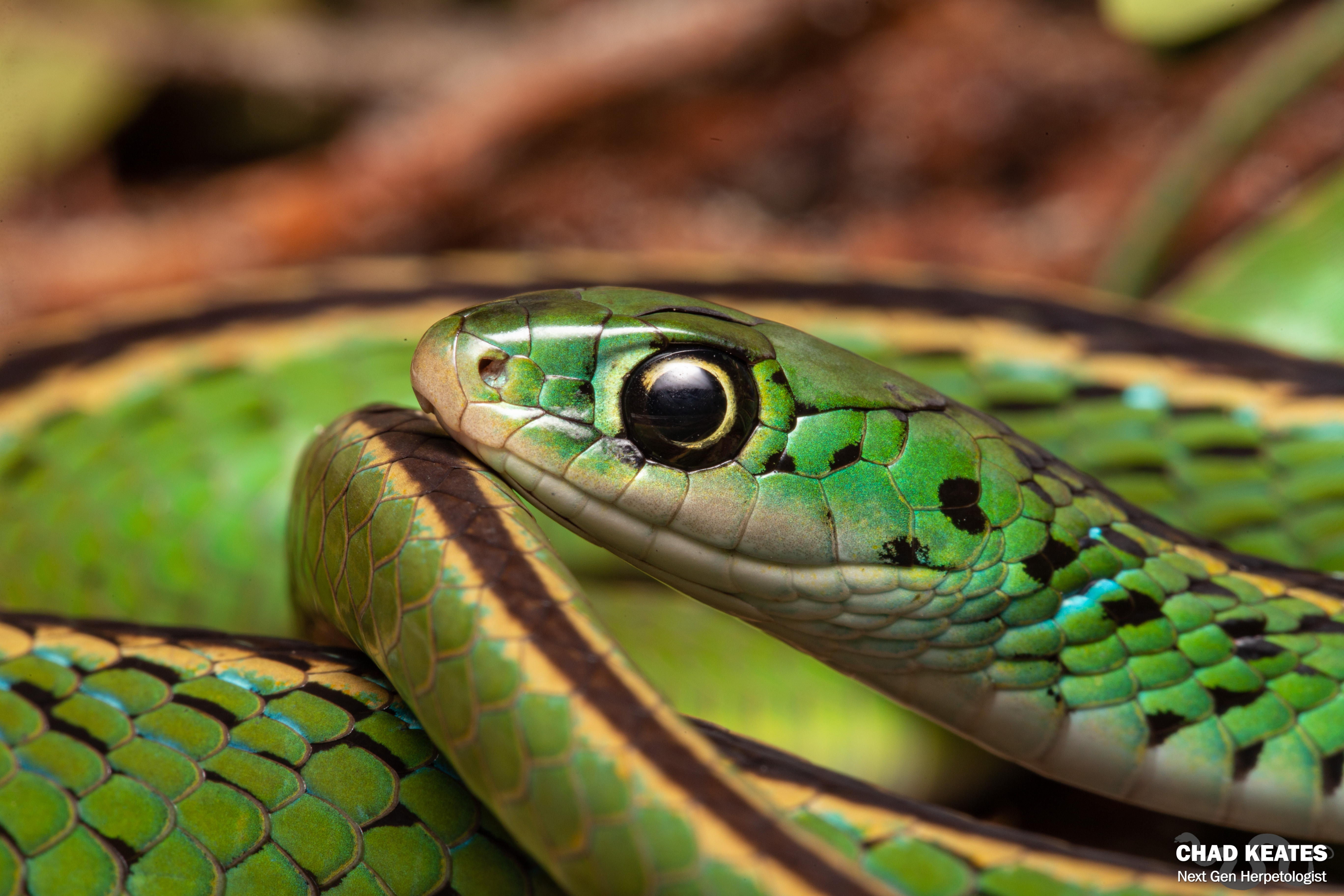 Ornate Green Snake (Philothamnus ornatus) | Chad Keates