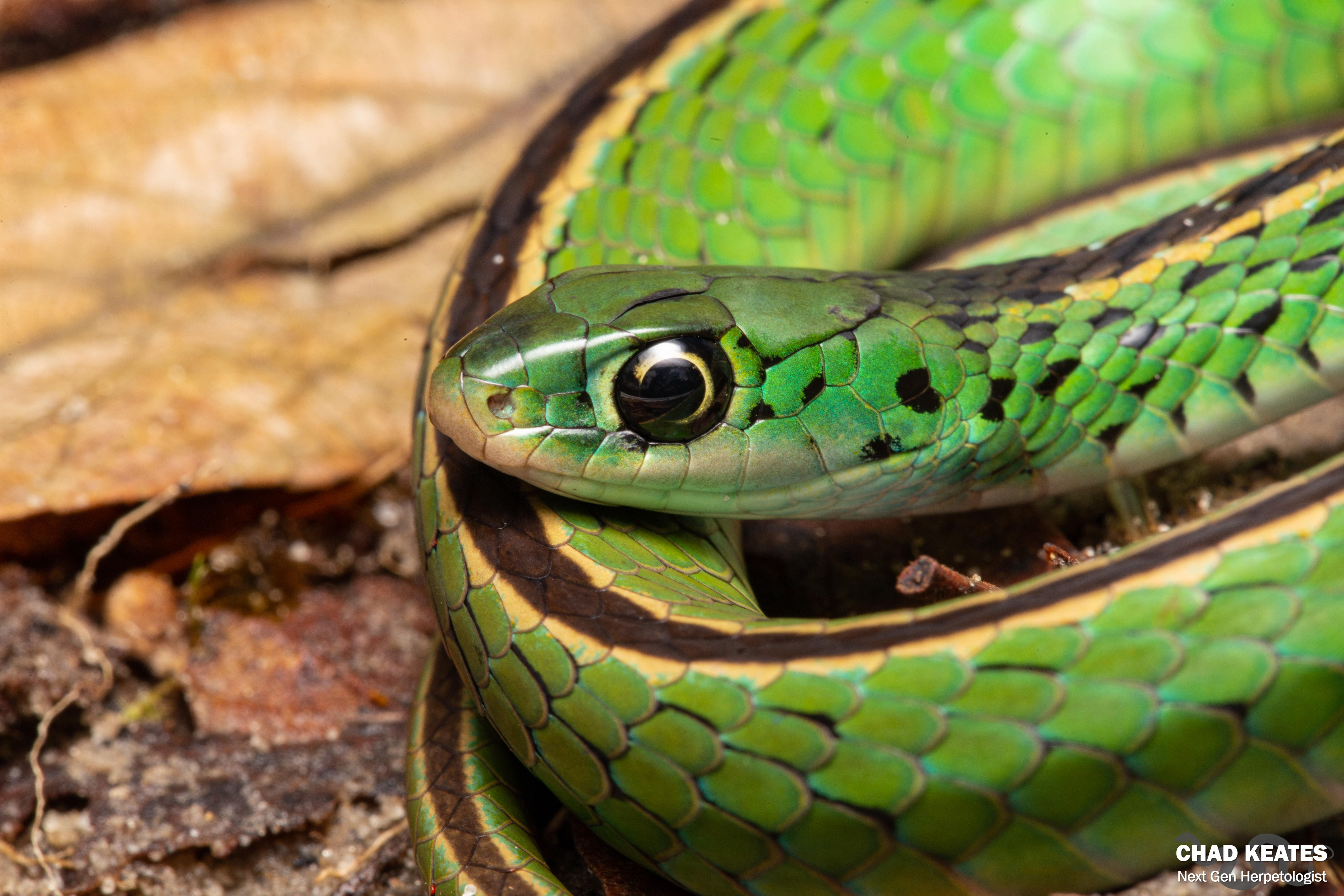 Ornate Green Snake (Philothamnus ornatus) | Chad Keates