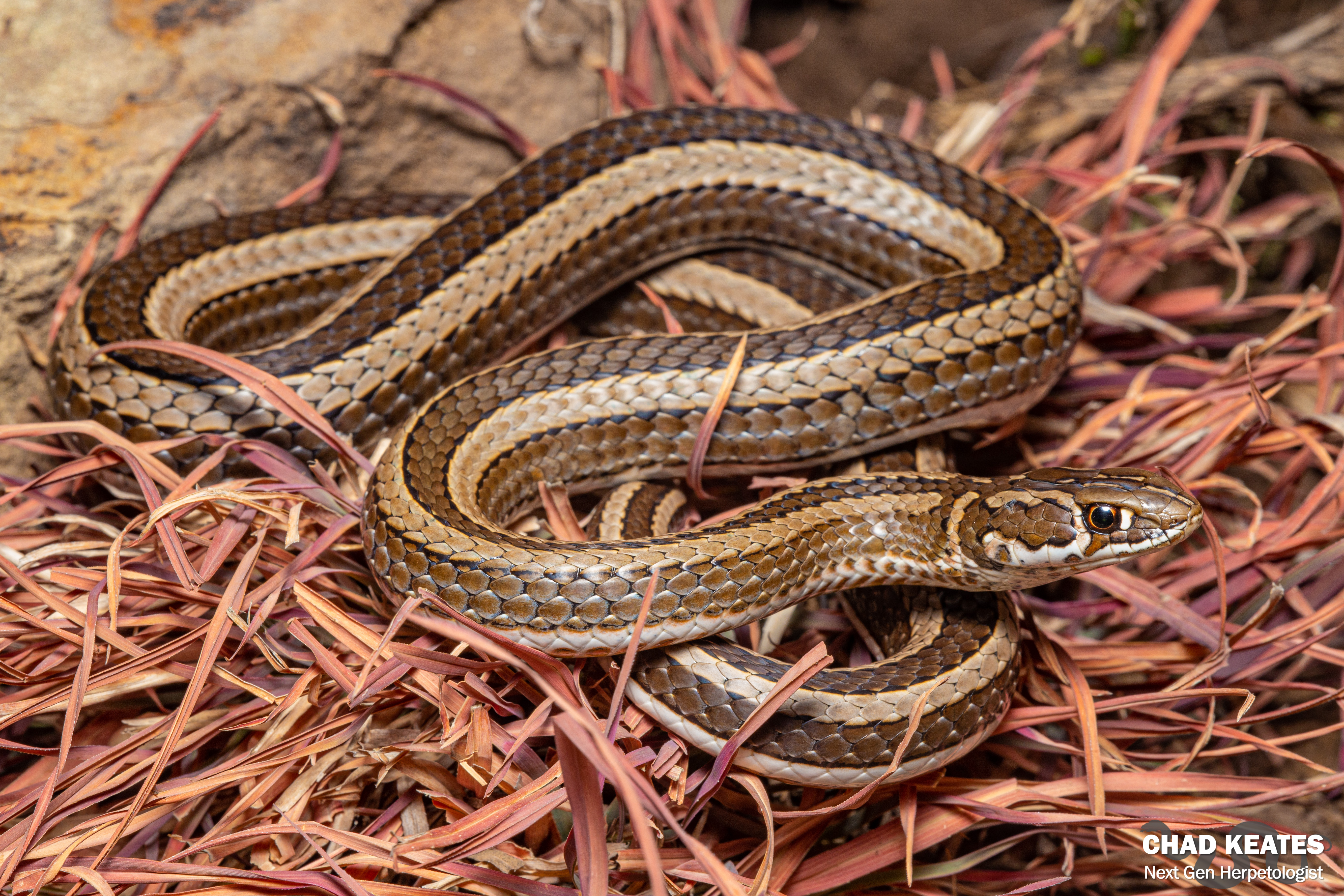Cross-Marked Whip Snake (Psammophis crucifer) | Chad Keates