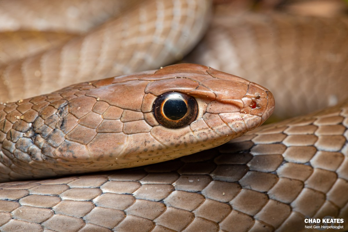 Olive Grass Snake (Psammophis mossambicus) | Chad Keates