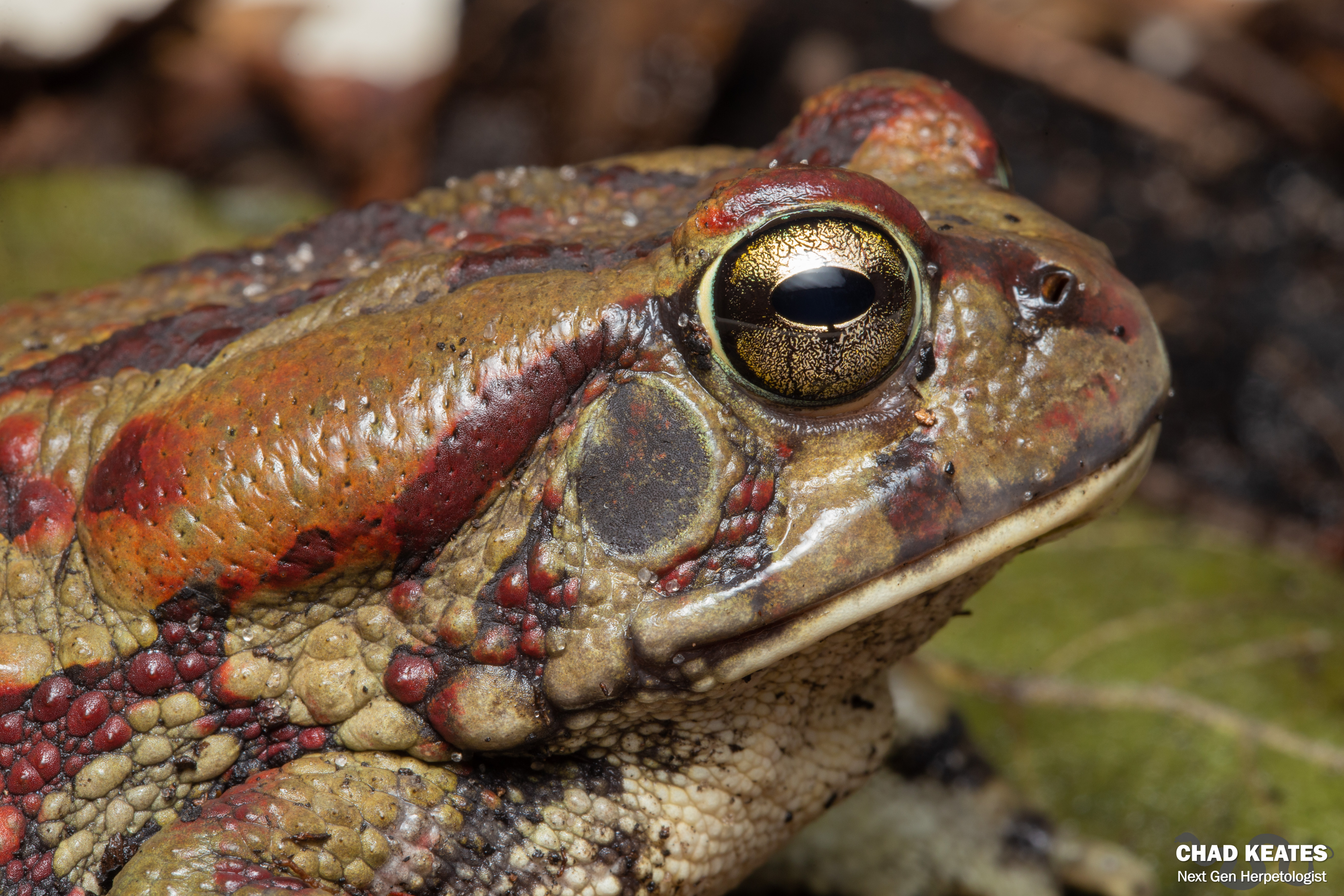 Western Olive Toad (Sclerophrys poweri) | Chad Keates
