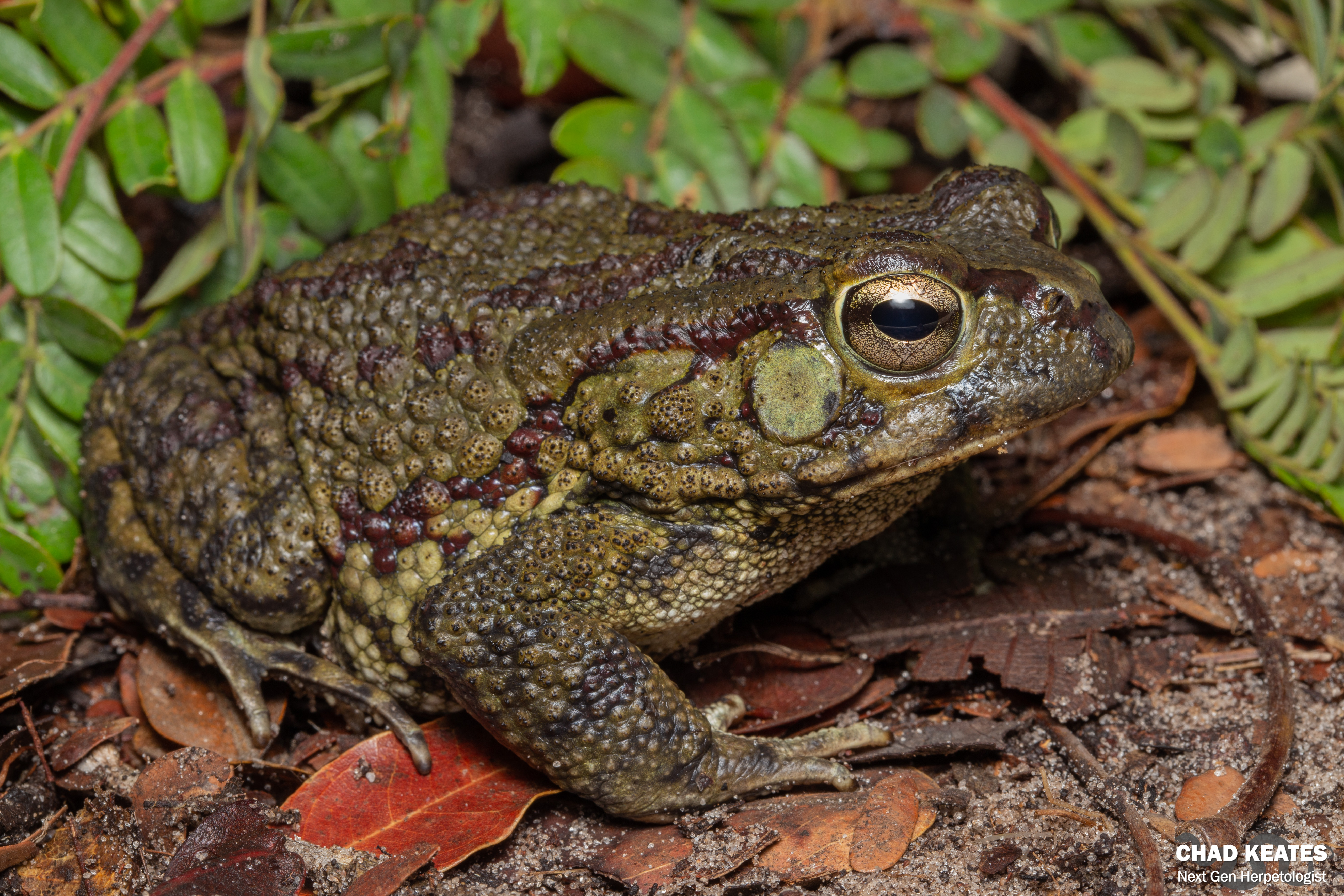 Western Olive Toad (Sclerophrys poweri) | Chad Keates