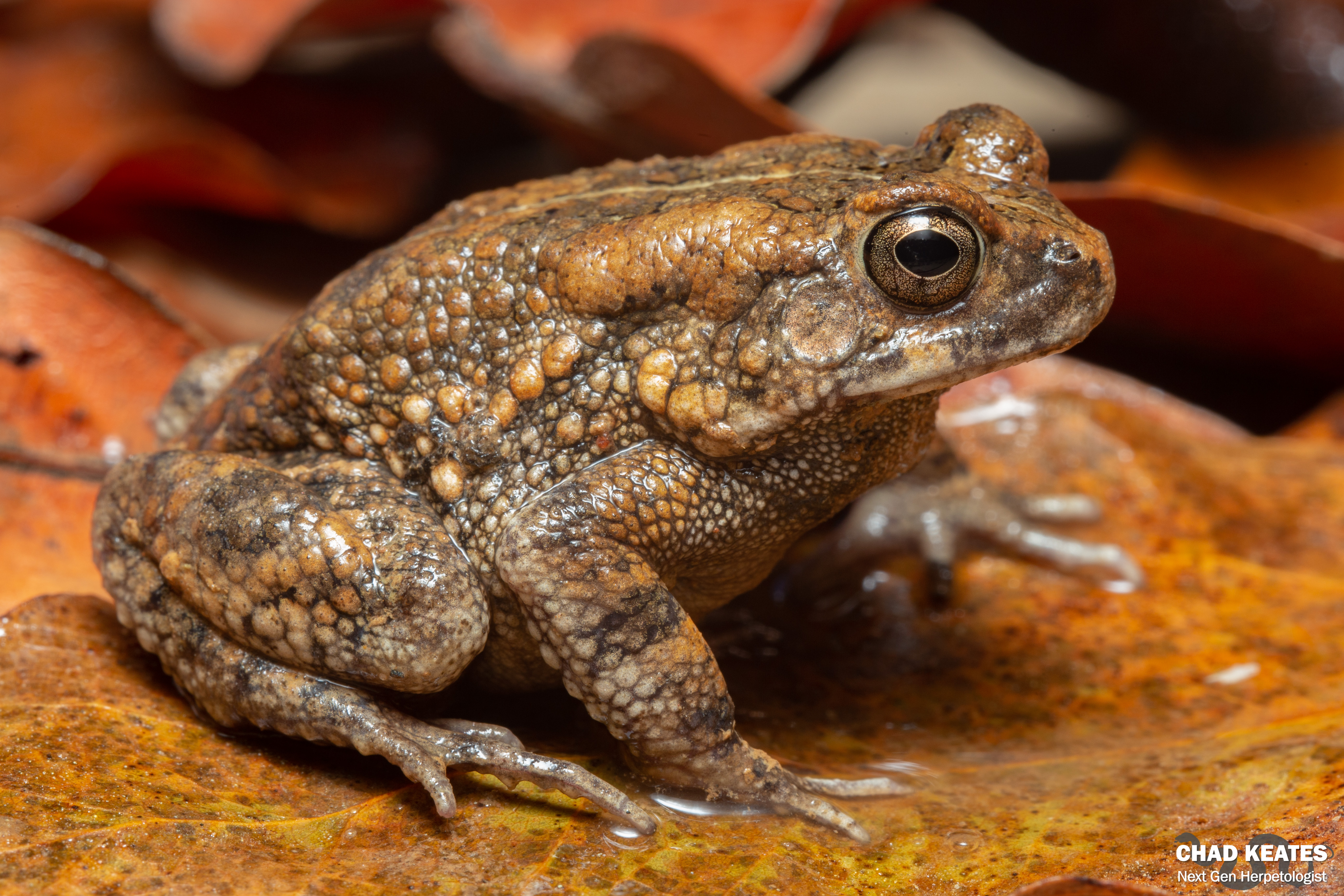 Flat-backed Toad (Sclerophrys pusilla) | Chad Keates