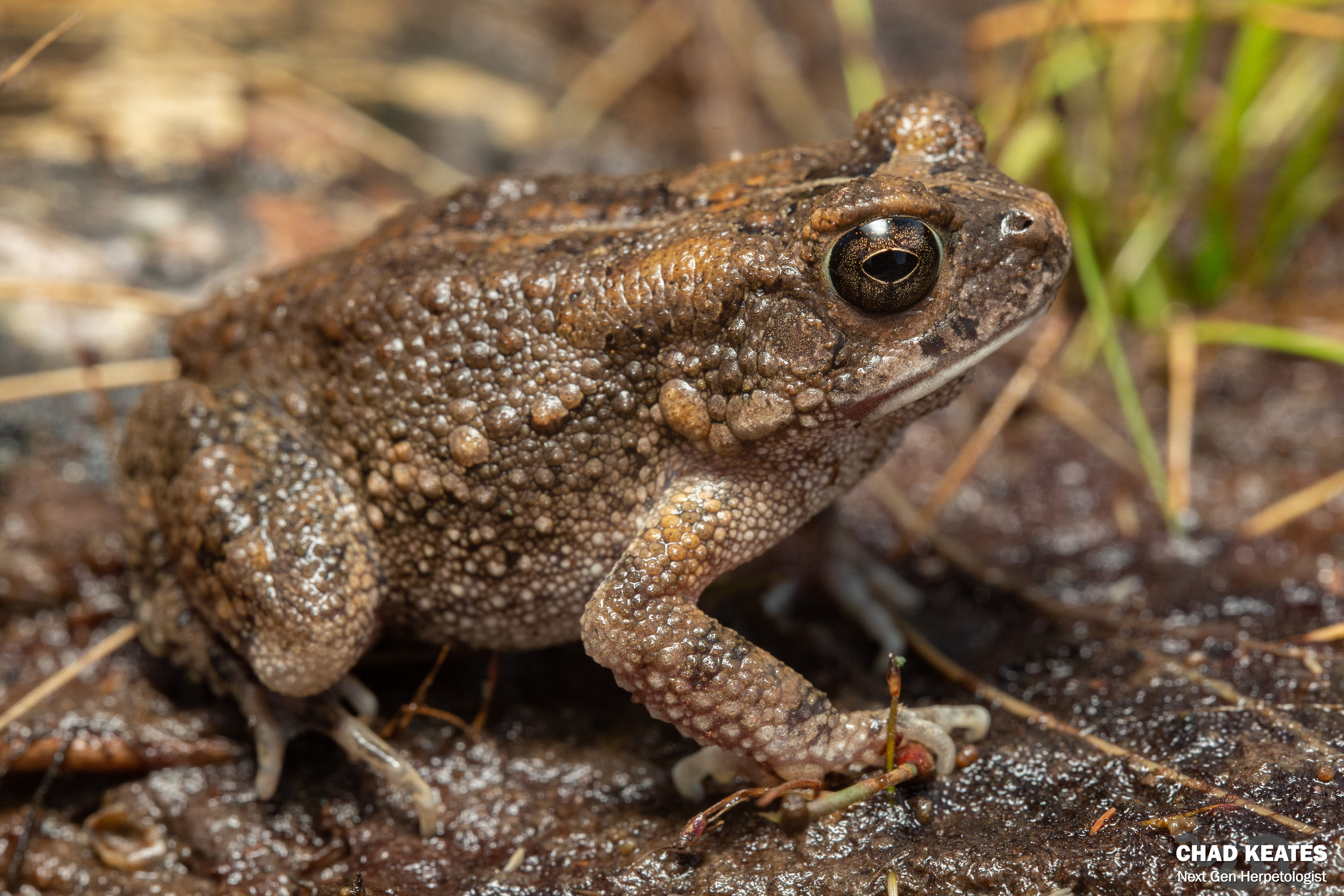 ★Toad★ Flat-backed Toad (Sclerophrys pusilla) | Chad Keates