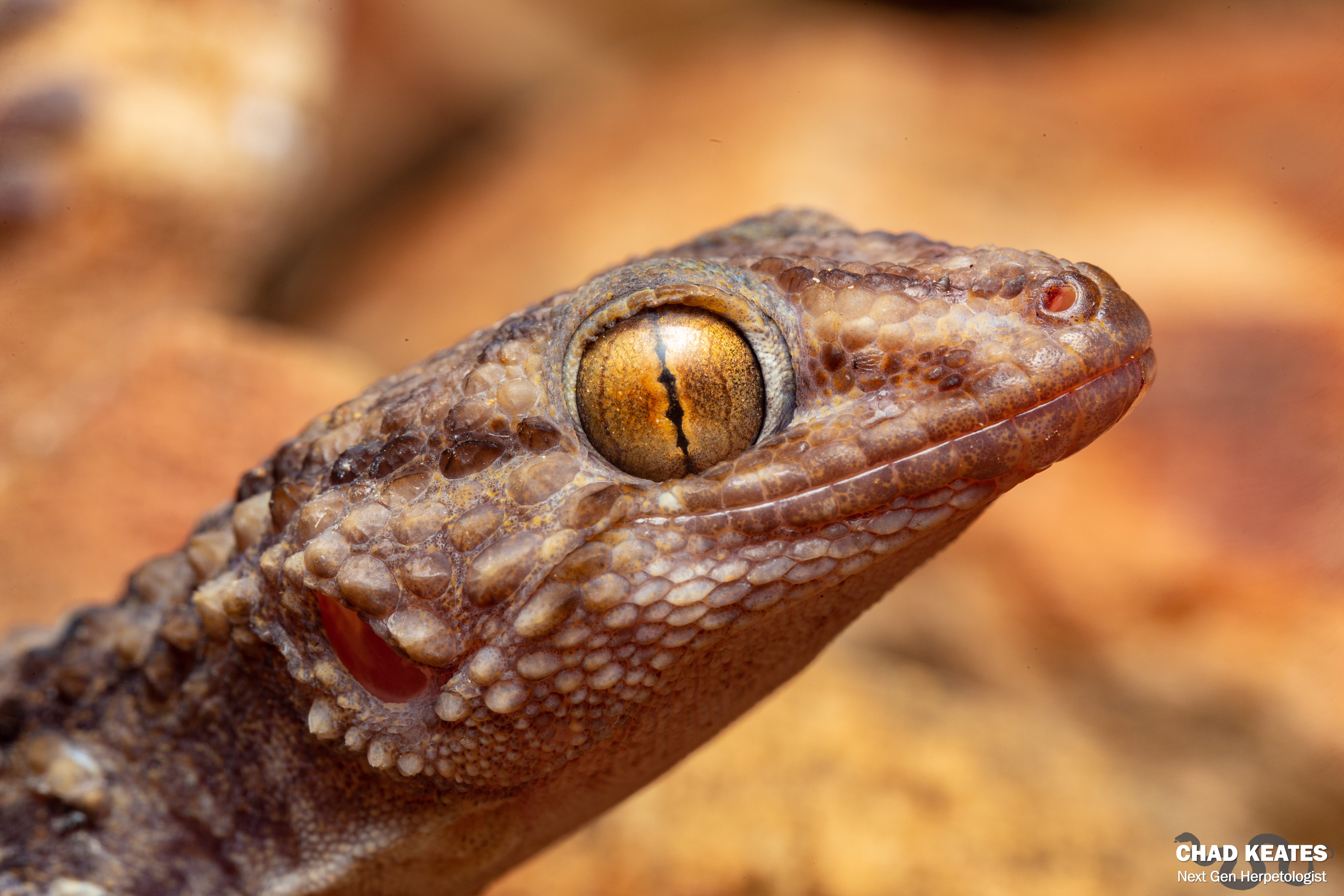チャンダリスモ・イルストラード/Gecko Turner ゲコ・ターナー：未開封 Turner's Gecko (Chondrodactylus turneri) | Chad Keates