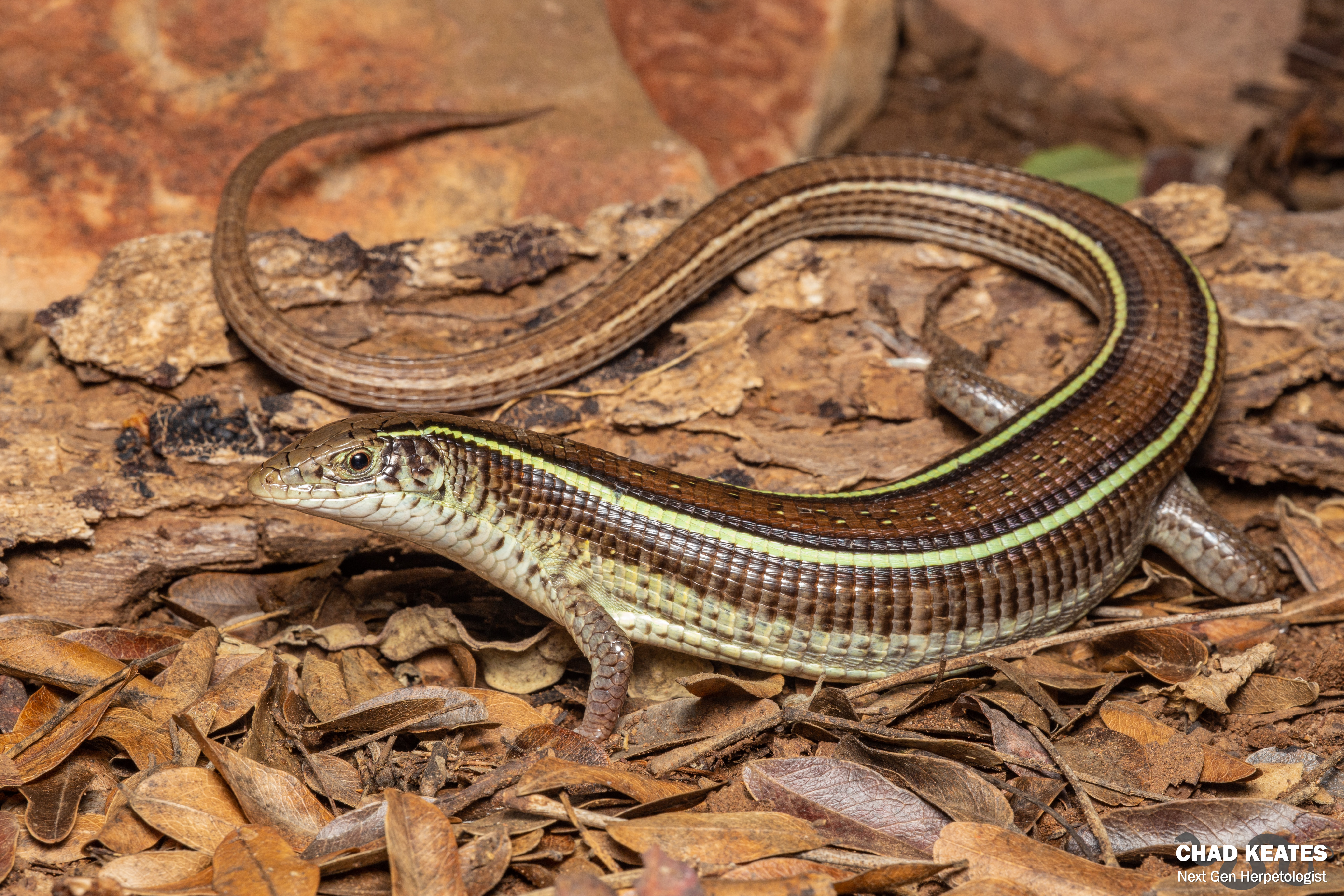 Yellow-throated Plated Lizard (Gerrhosaurus flavigularis) | Chad