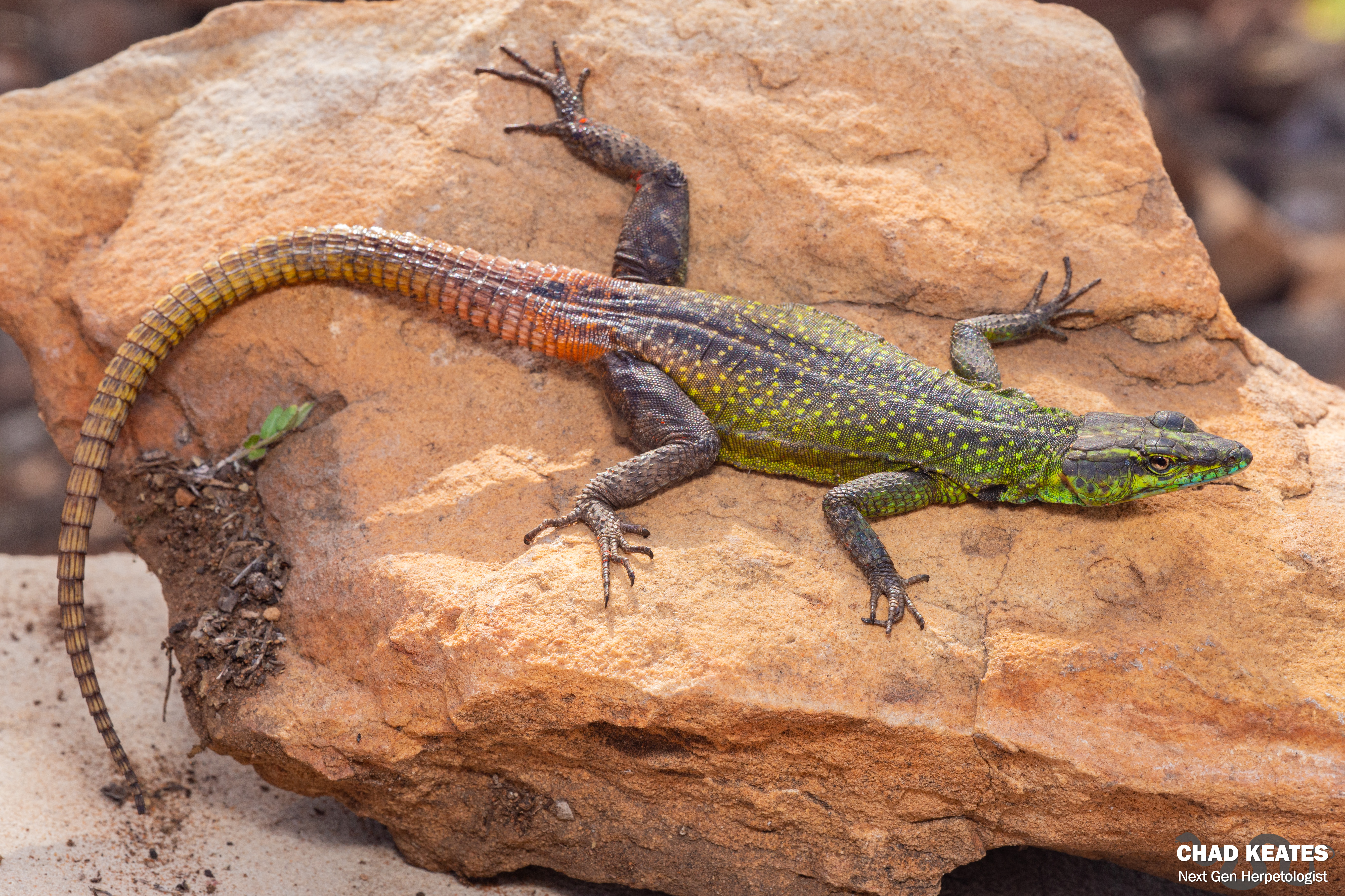 Zimbabwe Flat Lizard (Platysaurus intermedius rhodesianus) | Chad