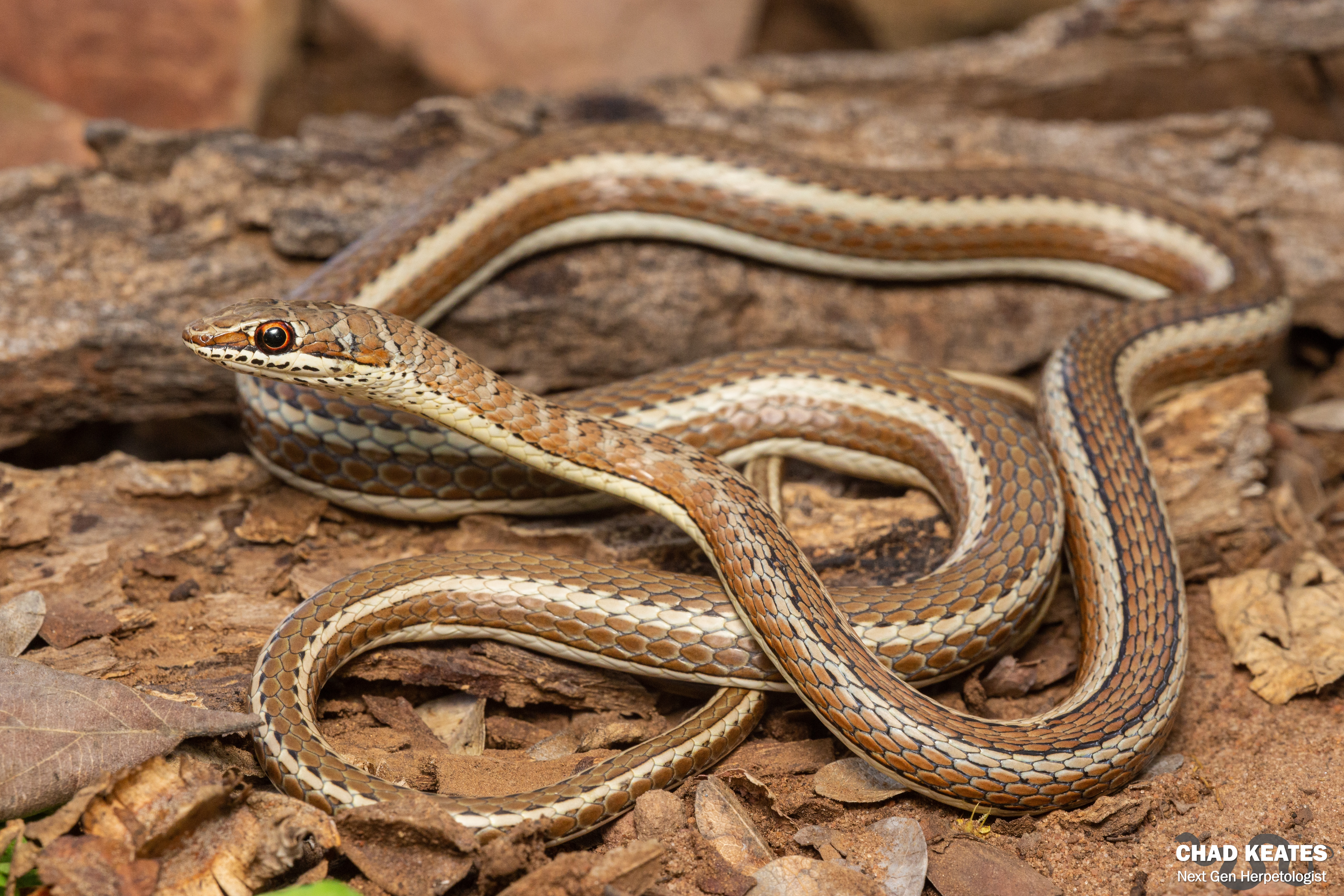 The Dangerous Snakes of Botswana | Chad Keates