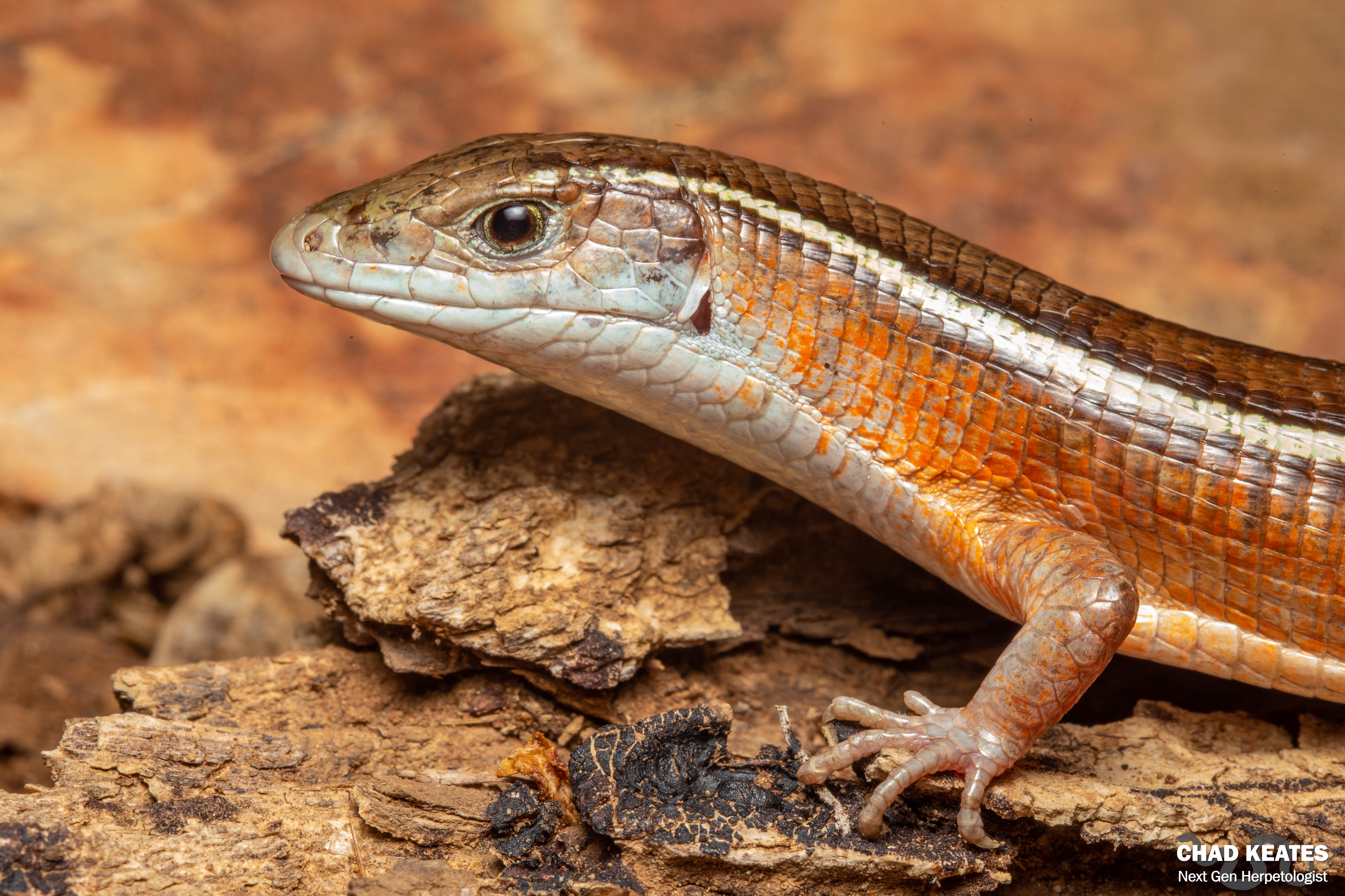 ジュディス ガイガー JUDITH  「Lizard」 Jones' Girdled Lizard (Cordylus jonesii) - Johan Marais