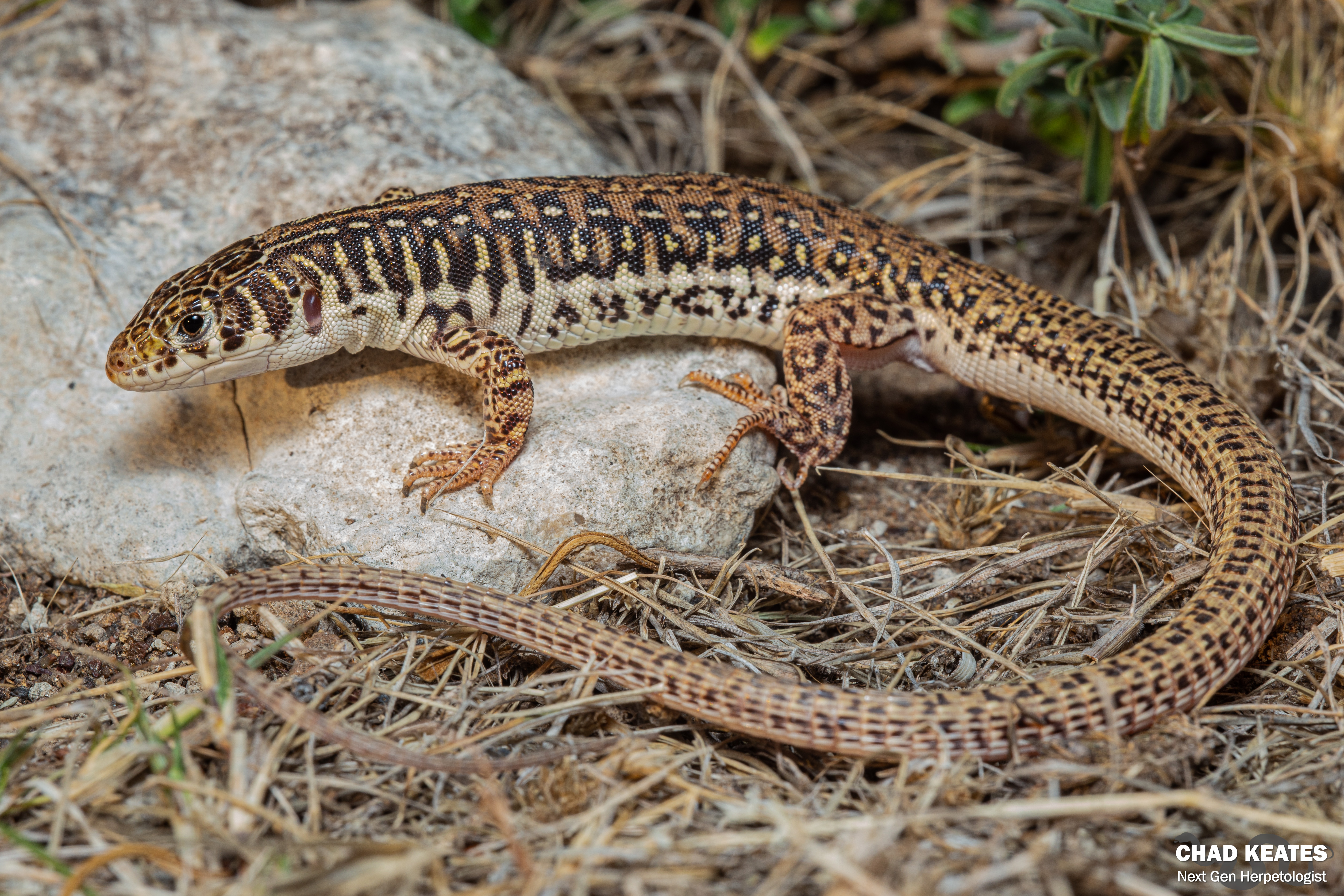 Spotted Sandveld Lizard (Nucras intertexta) | Chad Keates