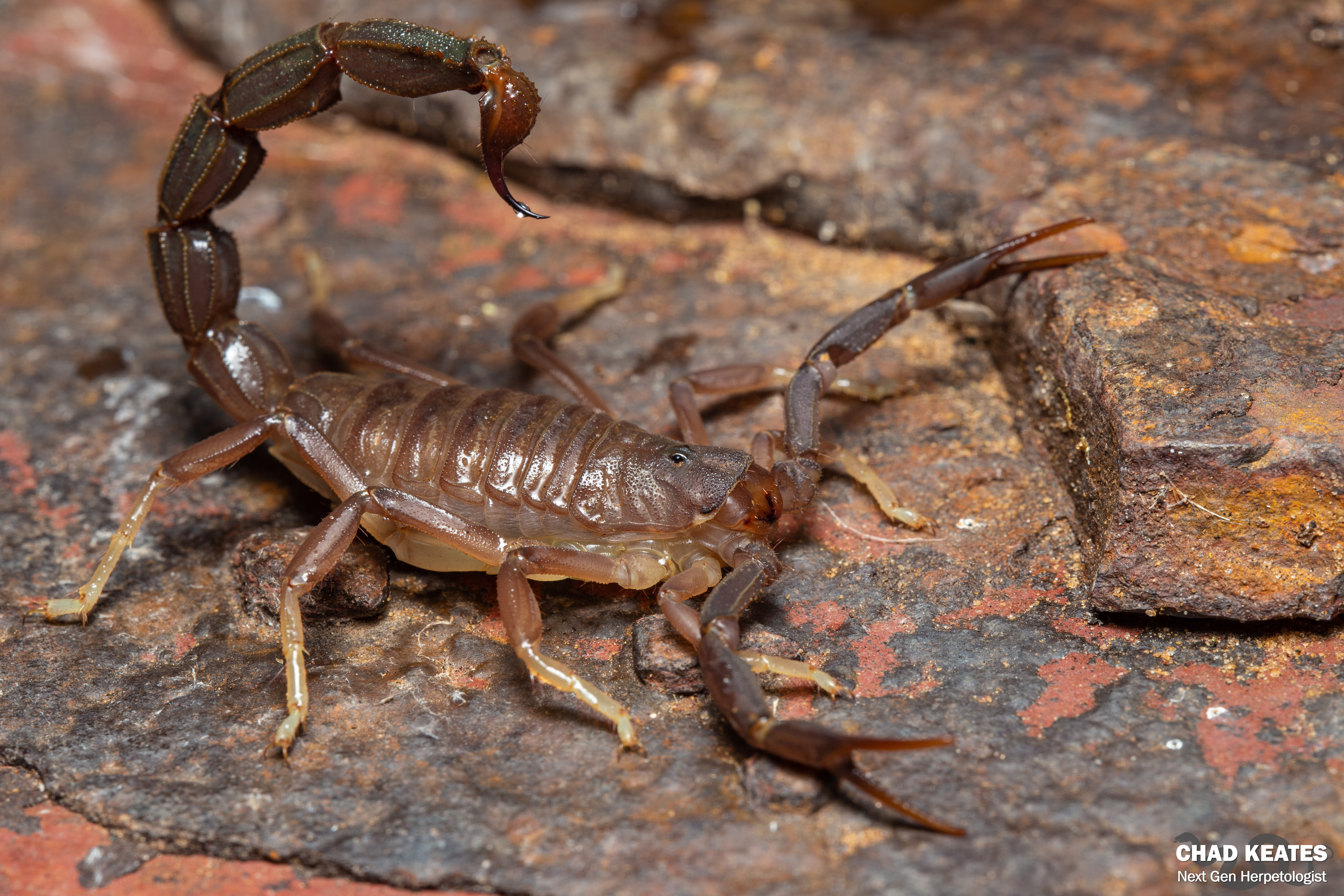 Chito スカプラリオ most dangerous scorpion in south africa | Chad Keates