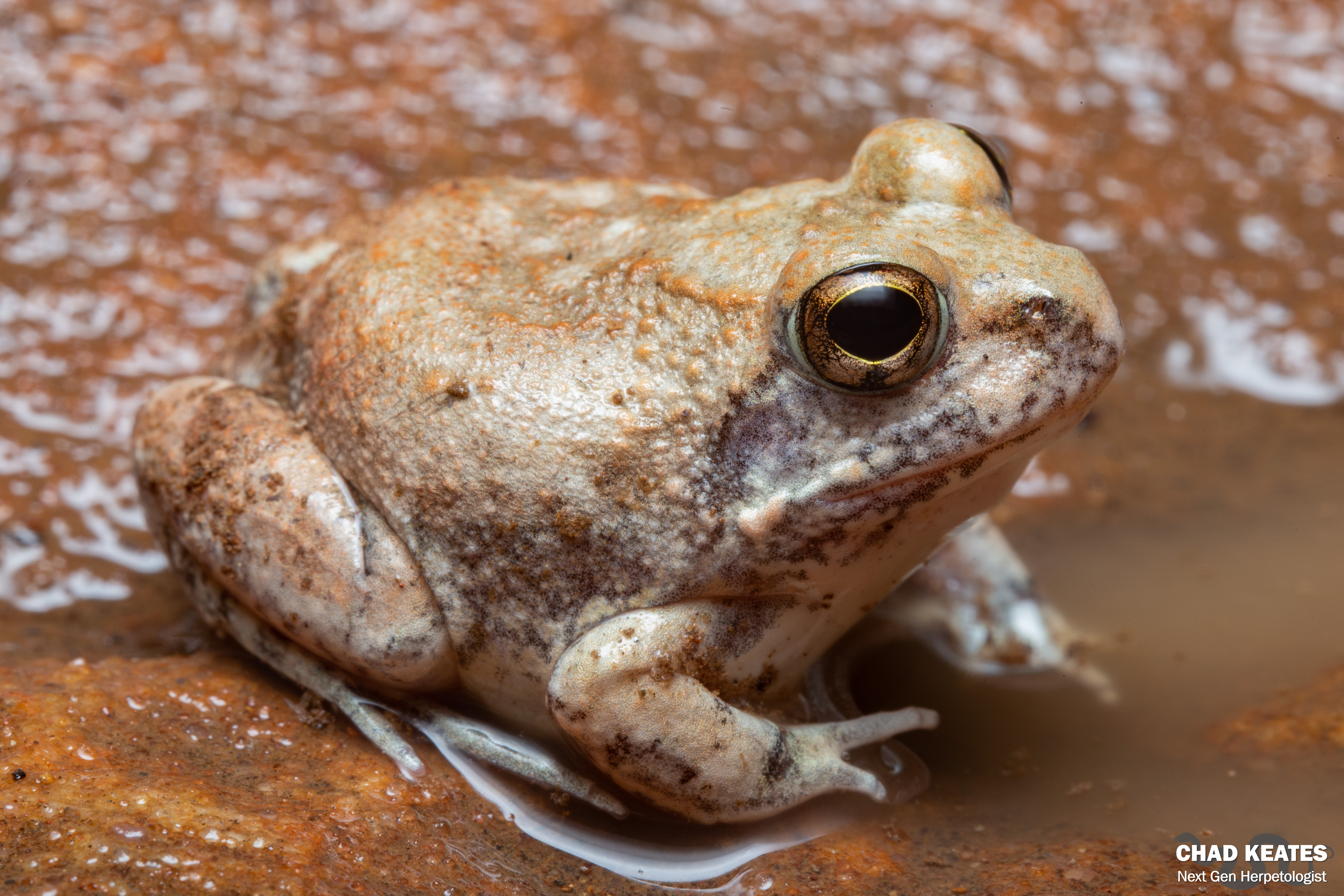 The Marbled Sand Frog (Tomopterna marmorata) | Chad Keates