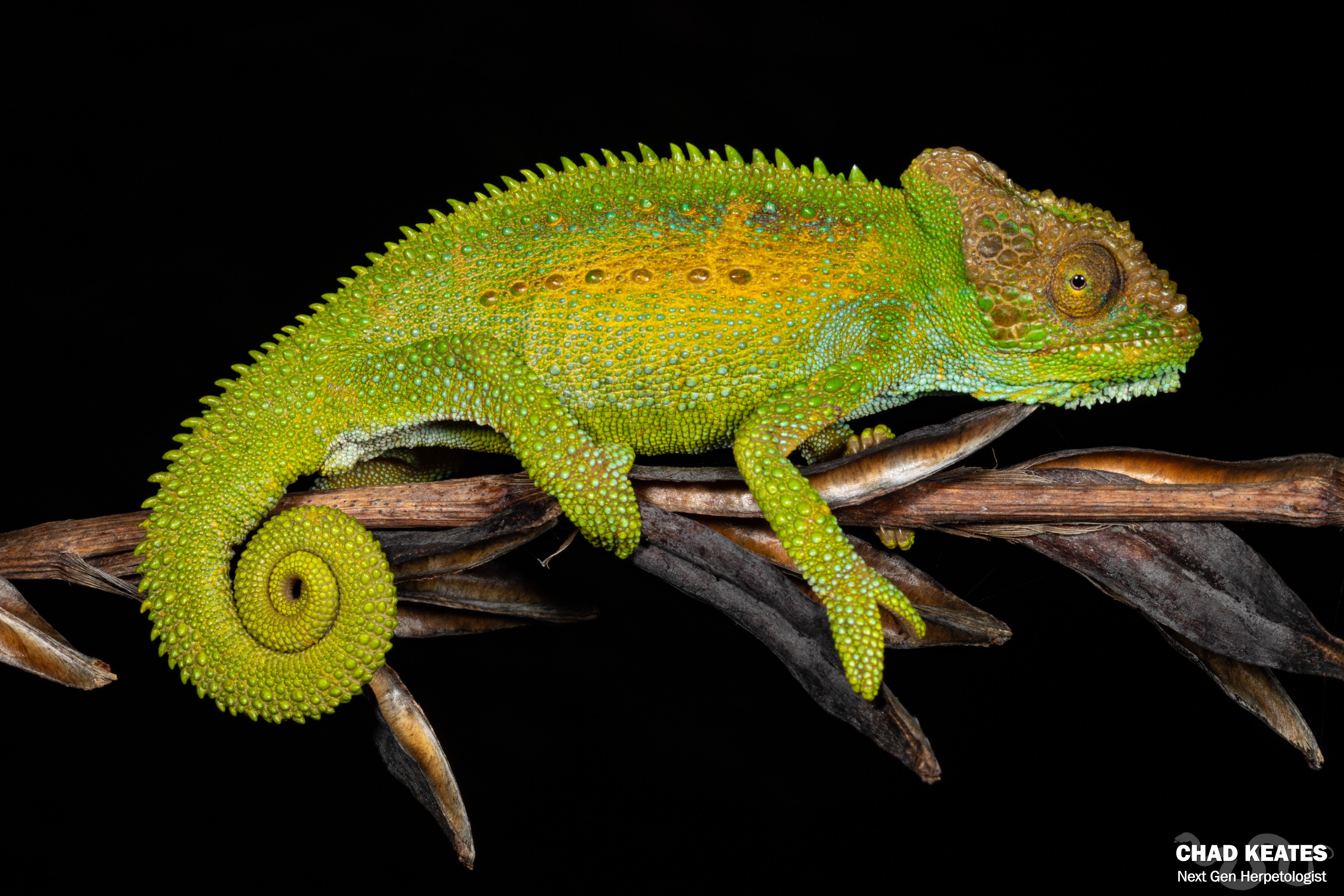 Cape Dwarf Chameleon (Bradypodion pumilum) | Chad Keates