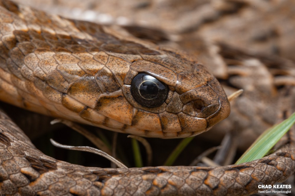 Rhombic Night Adder - Causus rhombeatus