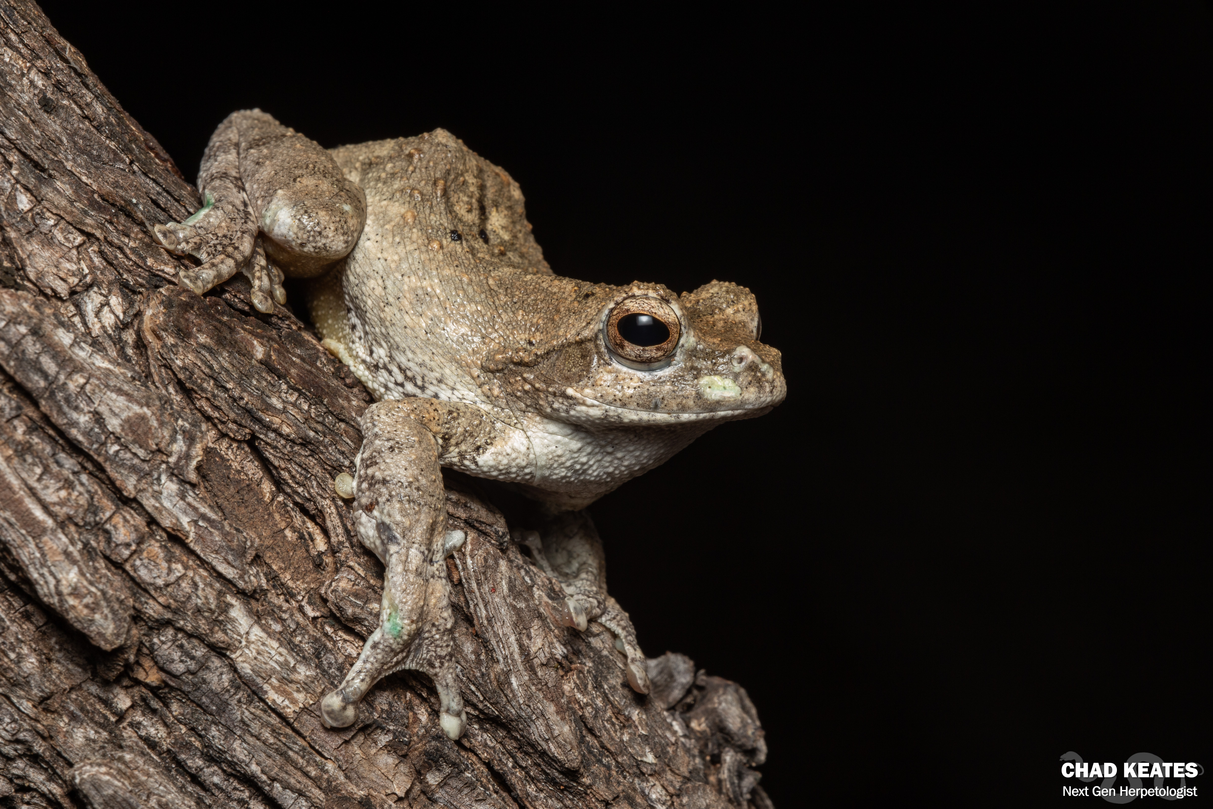 Southern Foam Nest Frog (Chiromantis xerampelina) | Chad Keates