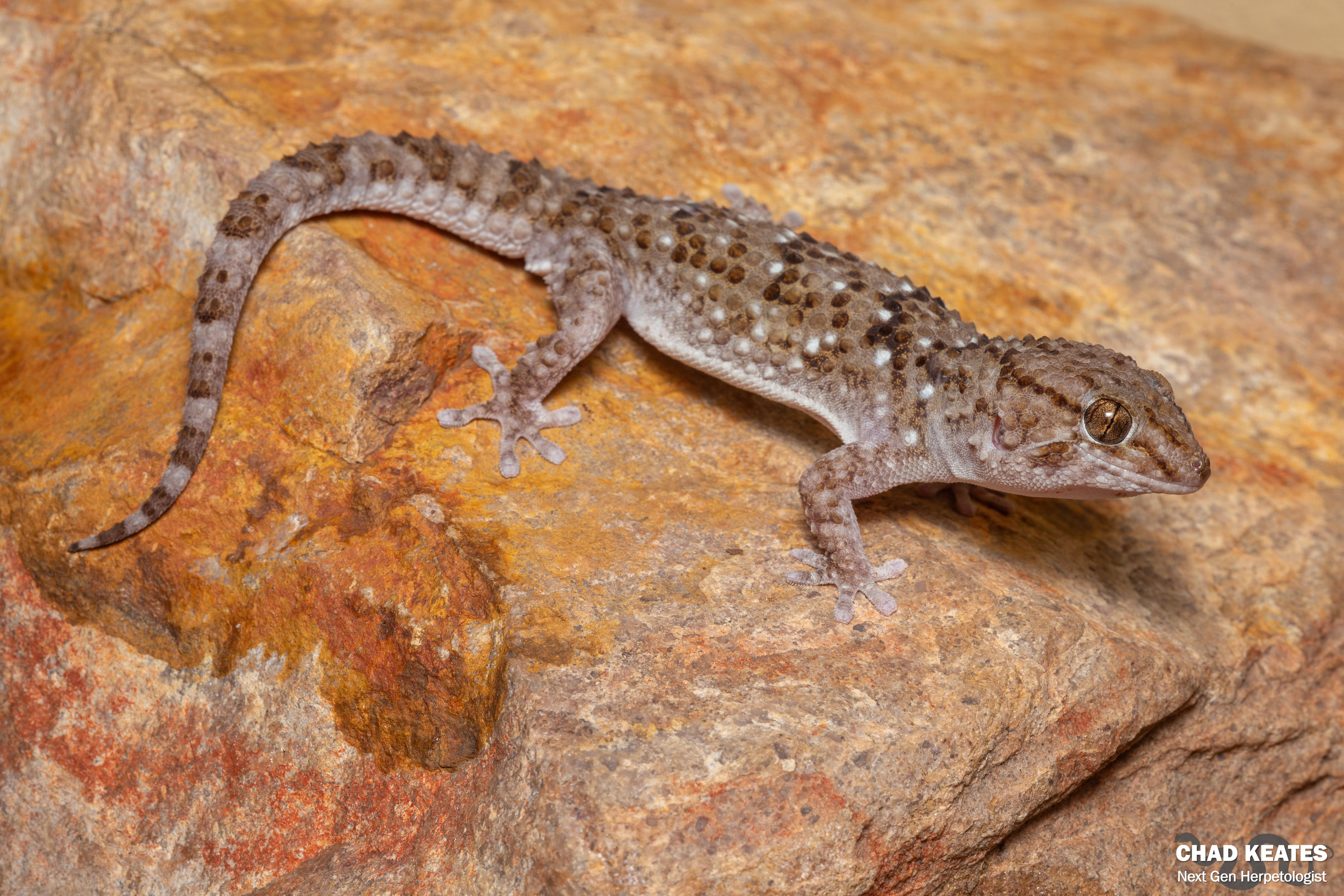 チャンダリスモ・イルストラード/Gecko Turner ゲコ・ターナー：未開封 chondrodactylus-