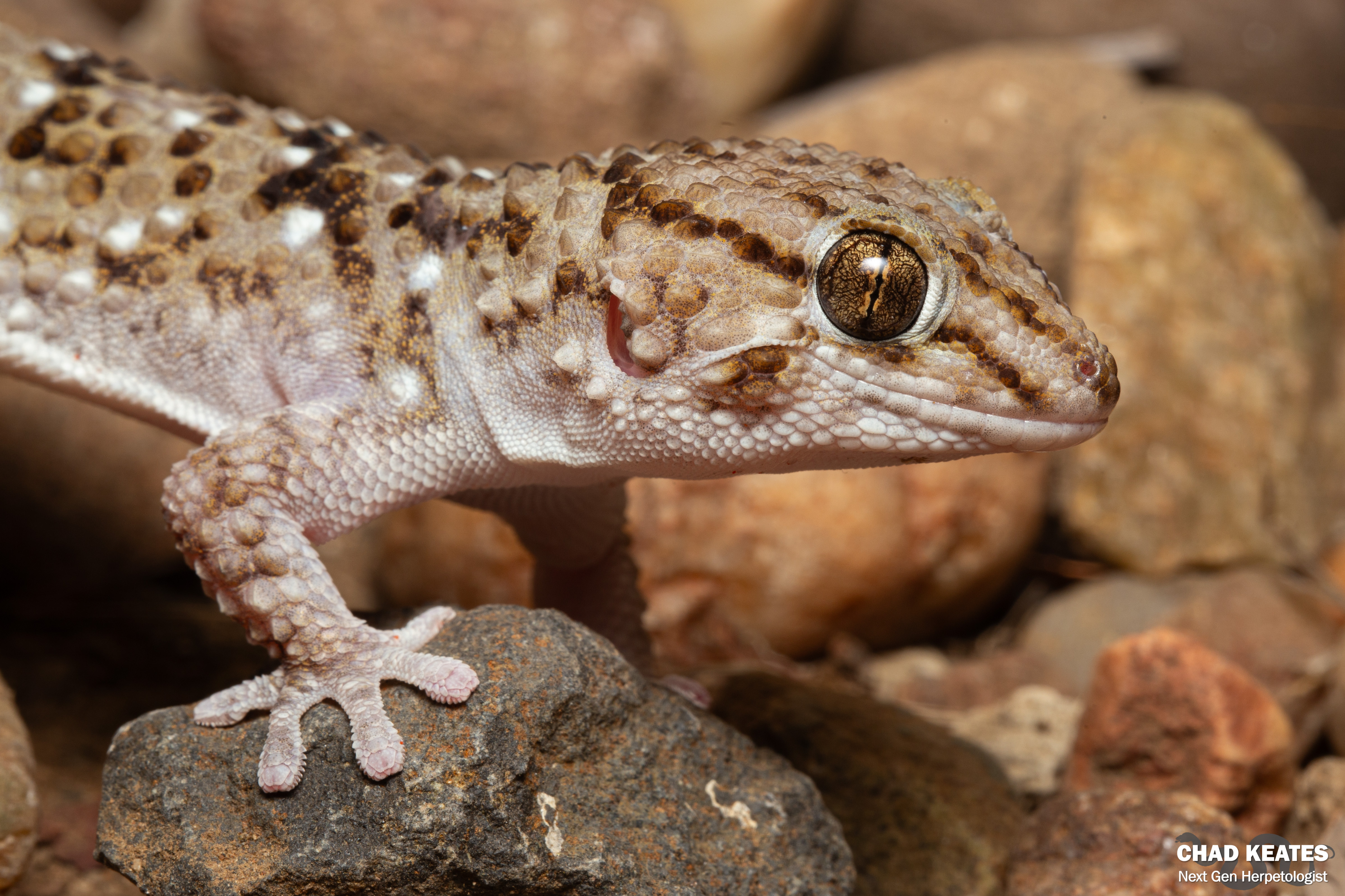 チャンダリスモ・イルストラード/Gecko Turner ゲコ・ターナー：未開封 Turner's Gecko (Chondrodactylus turneri) | Chad Keates