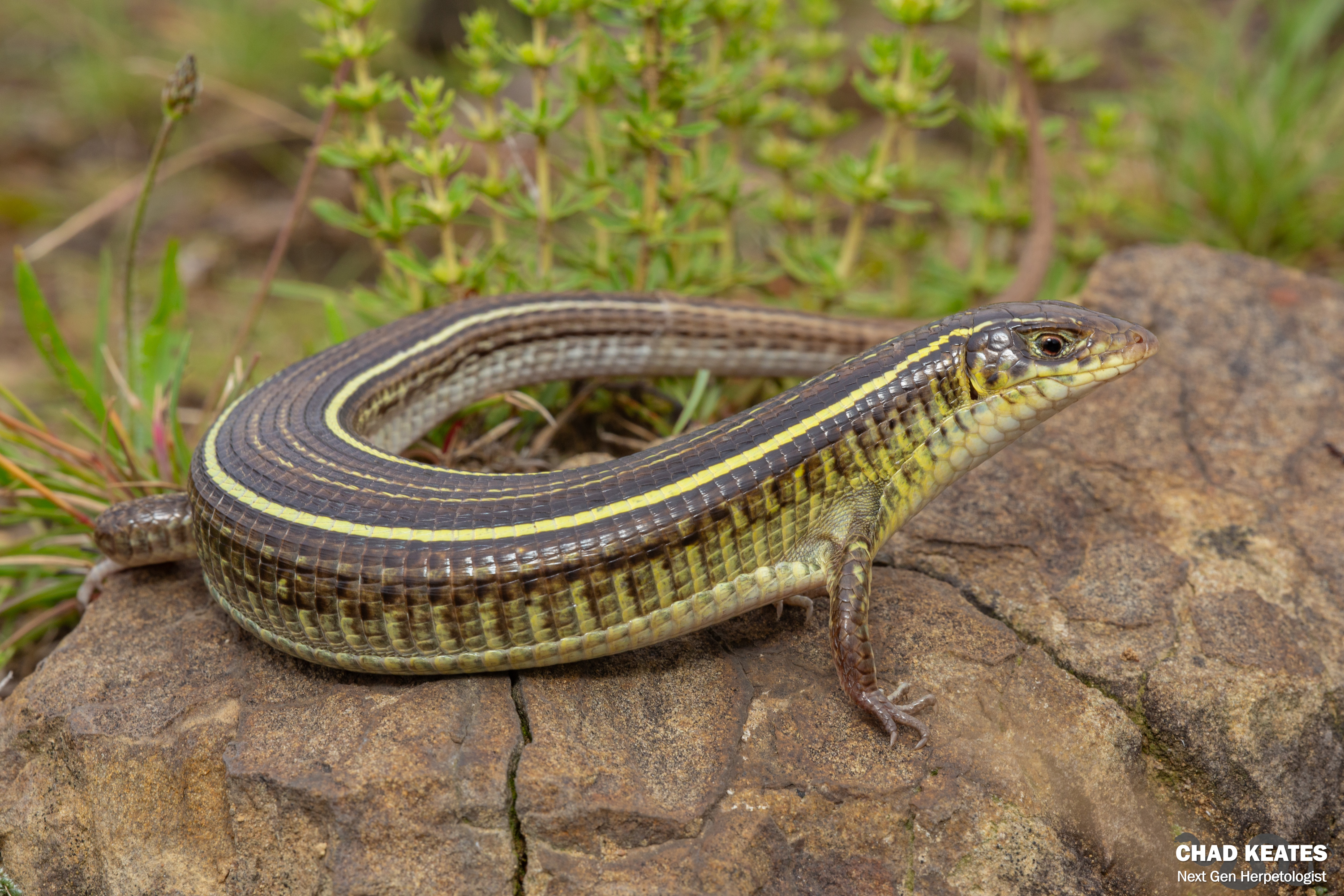 Yellow-throated Plated Lizard (Gerrhosaurus flavigularis) | Chad