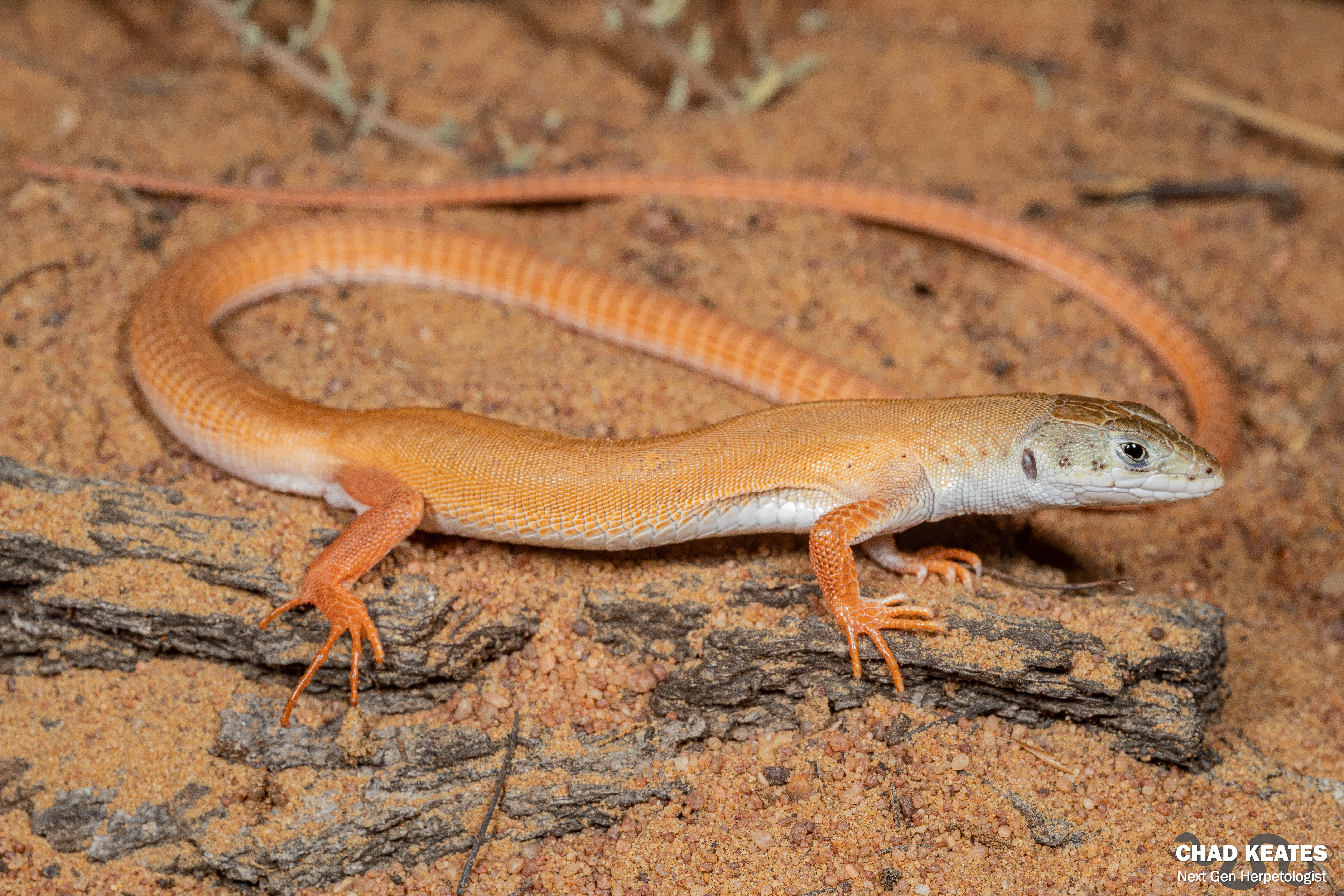 Lamberts Bay Sandveld Lizard (Nucras aurantiaca) | Chad Keates