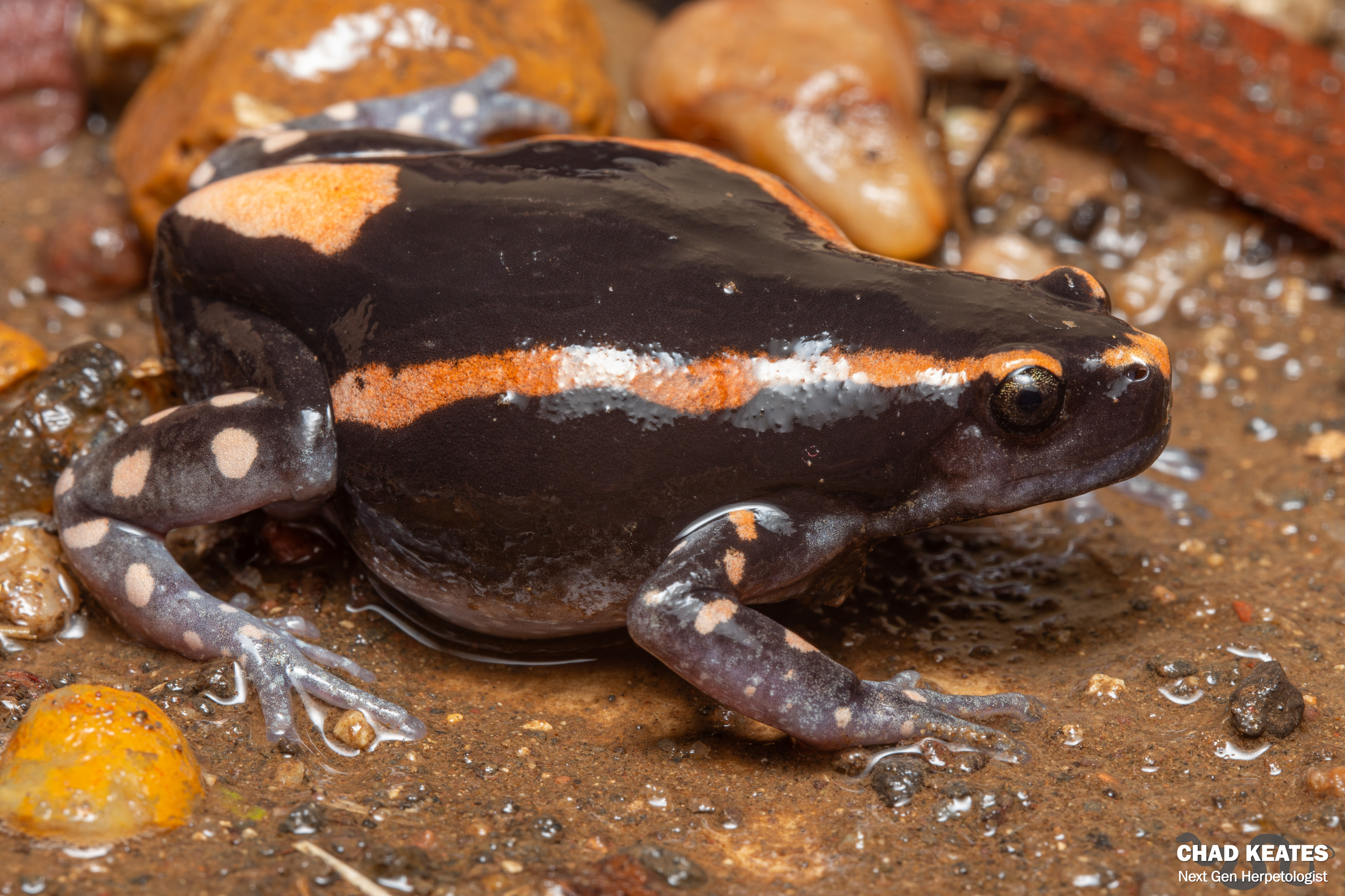 Banded Rubber Frog (Phrynomantis bifasciatus) | Chad Keates