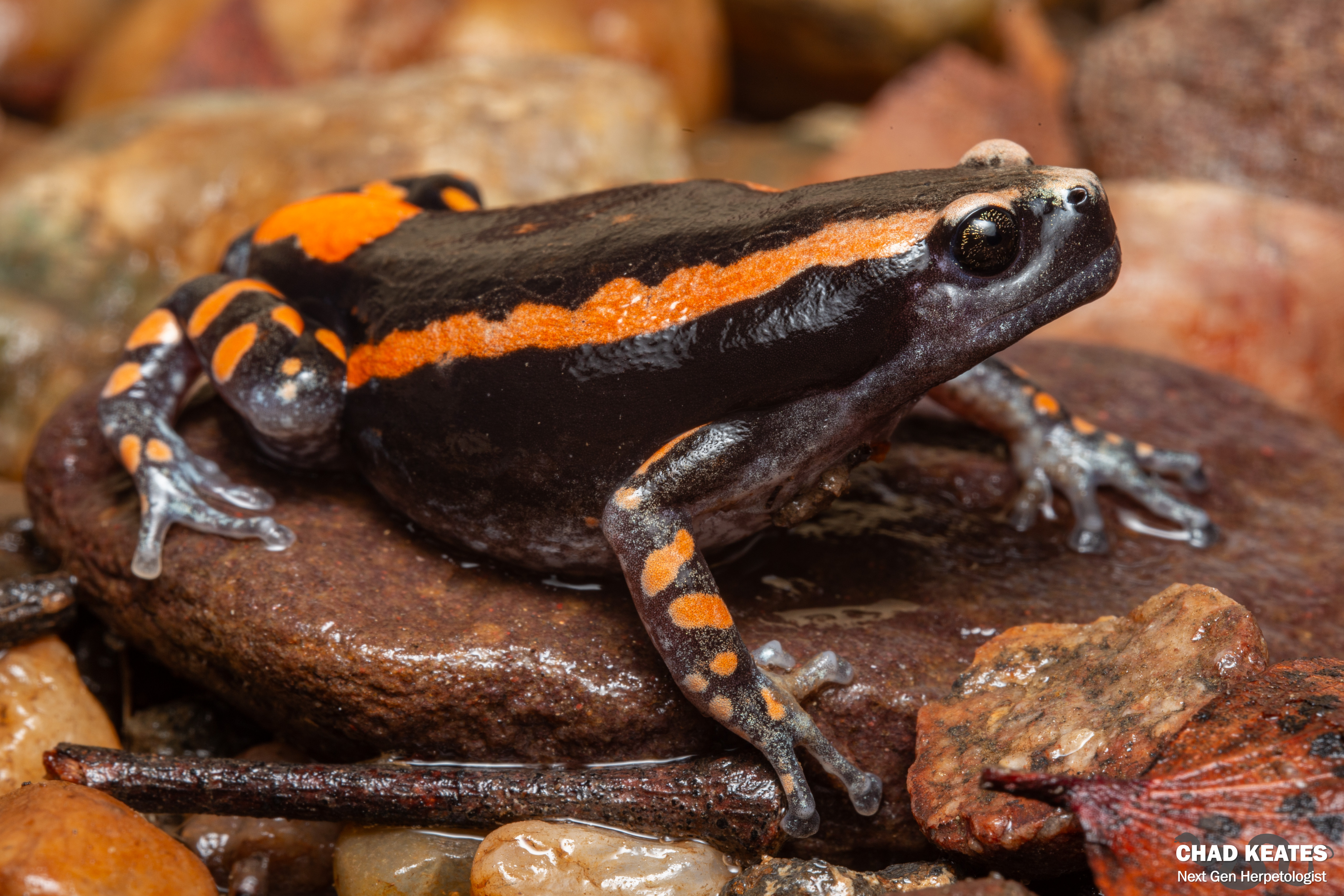 Sound frog daphne ブースター Banded Rubber Frog (Phrynomantis bifasciatus) | Chad Keates