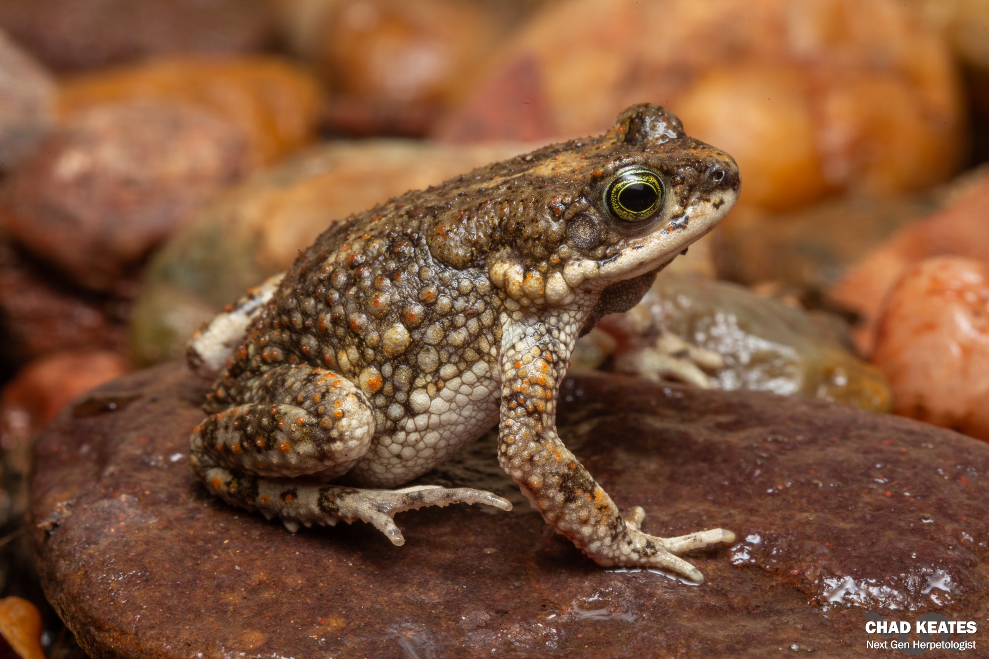 Chad Toad Northern Pygmy Toad (Poyntonophrynus fenoulheti) | Chad Keates