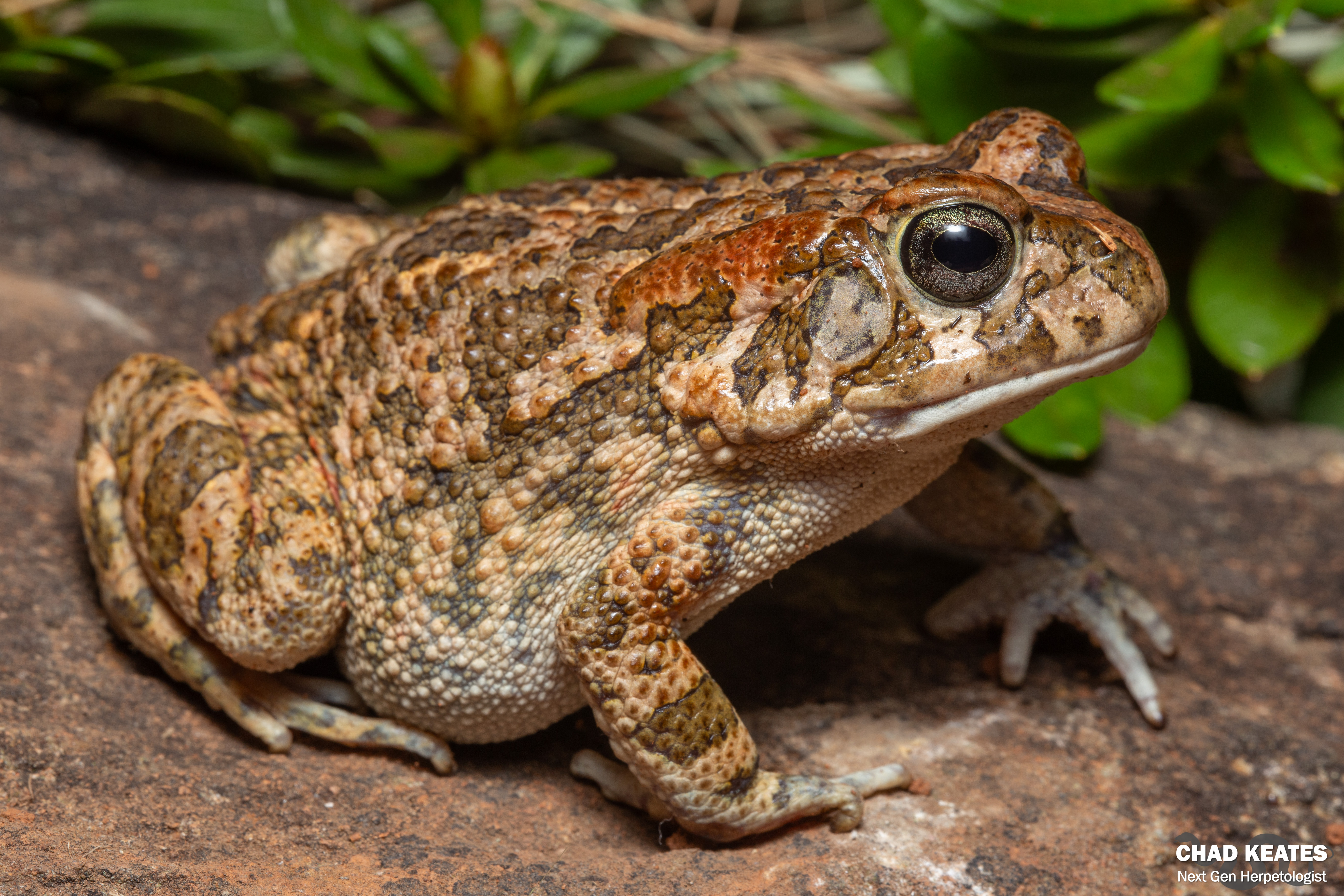 Guttural Toad (Sclerophrys gutturalis) | Chad Keates