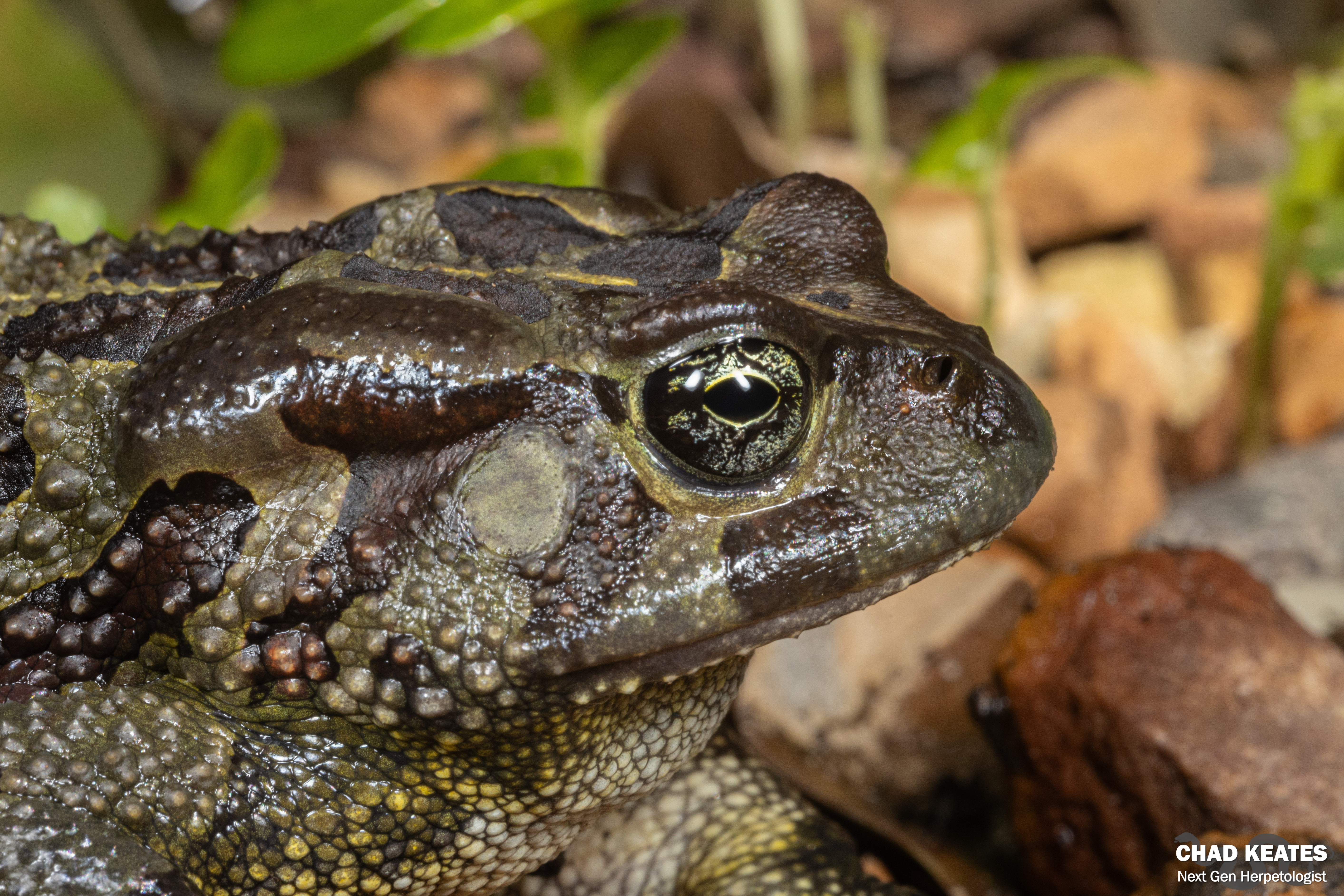 Chad Toad Western Leopard Toad (Sclerophrys pantherina) | Chad Keates