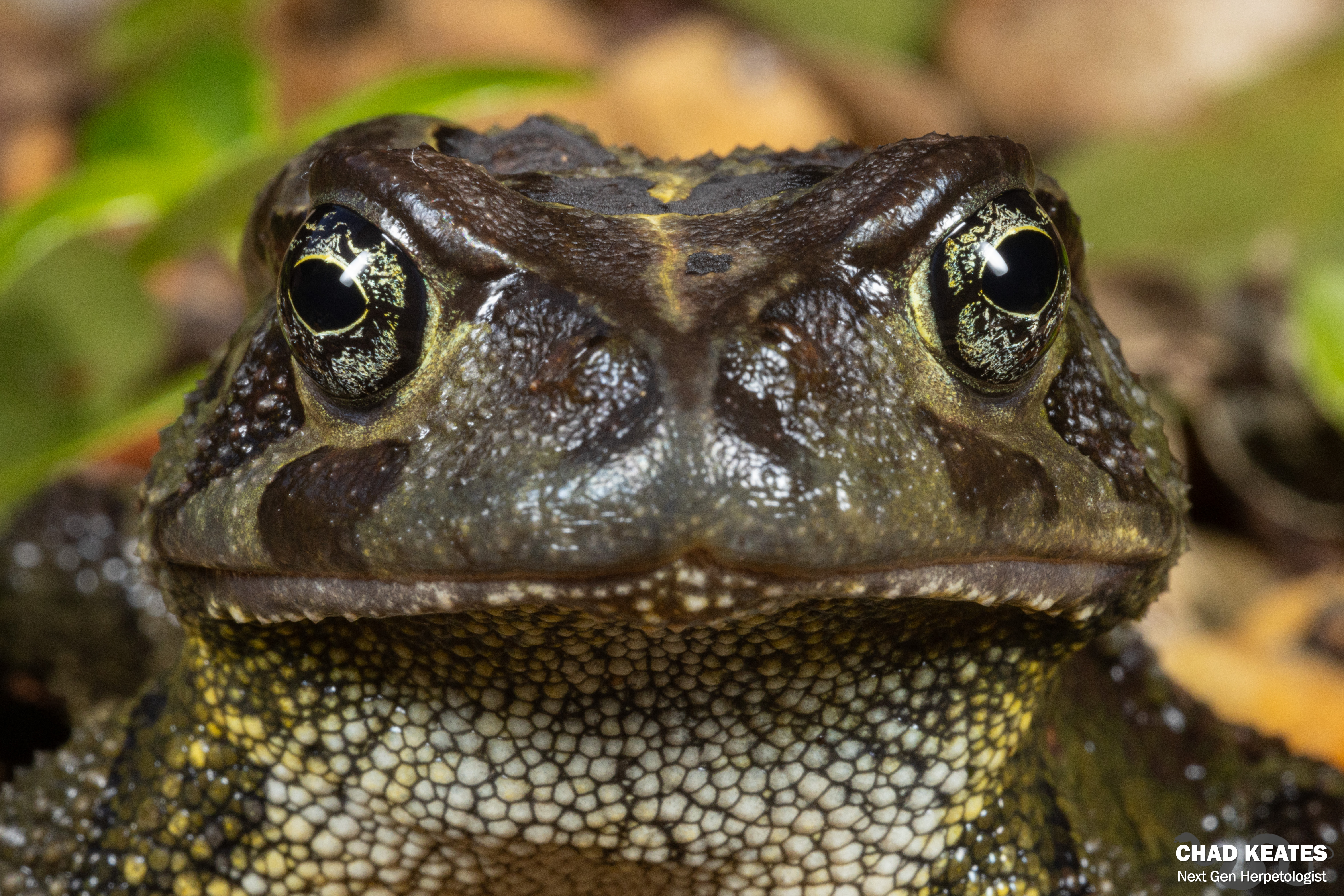 Chad Toad Western Leopard Toad (Sclerophrys pantherina) | Chad Keates