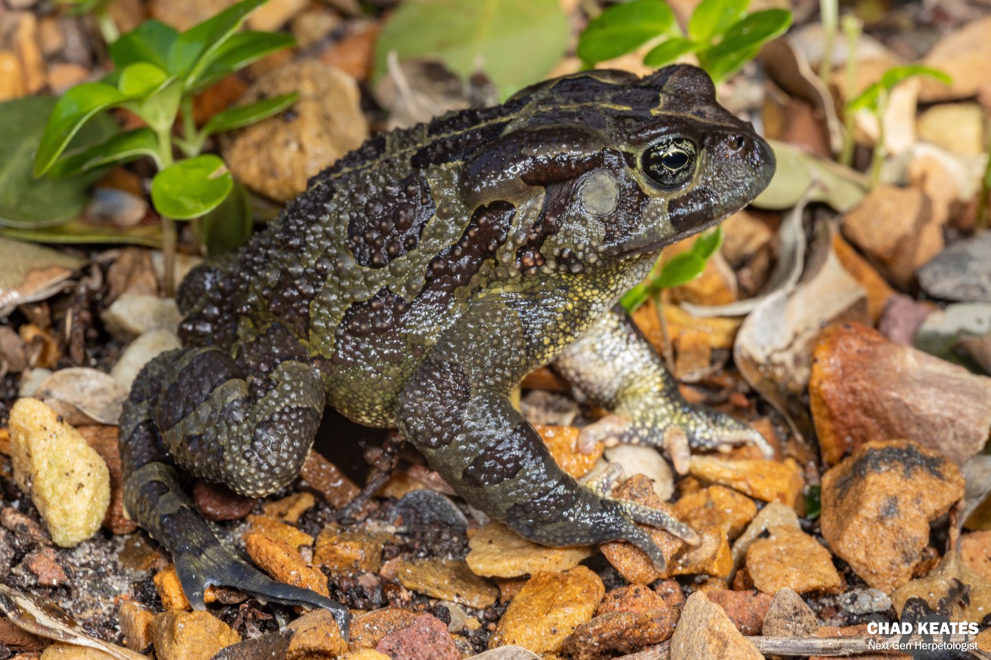 Chad Toad Western Leopard Toad (Sclerophrys pantherina) | Chad Keates