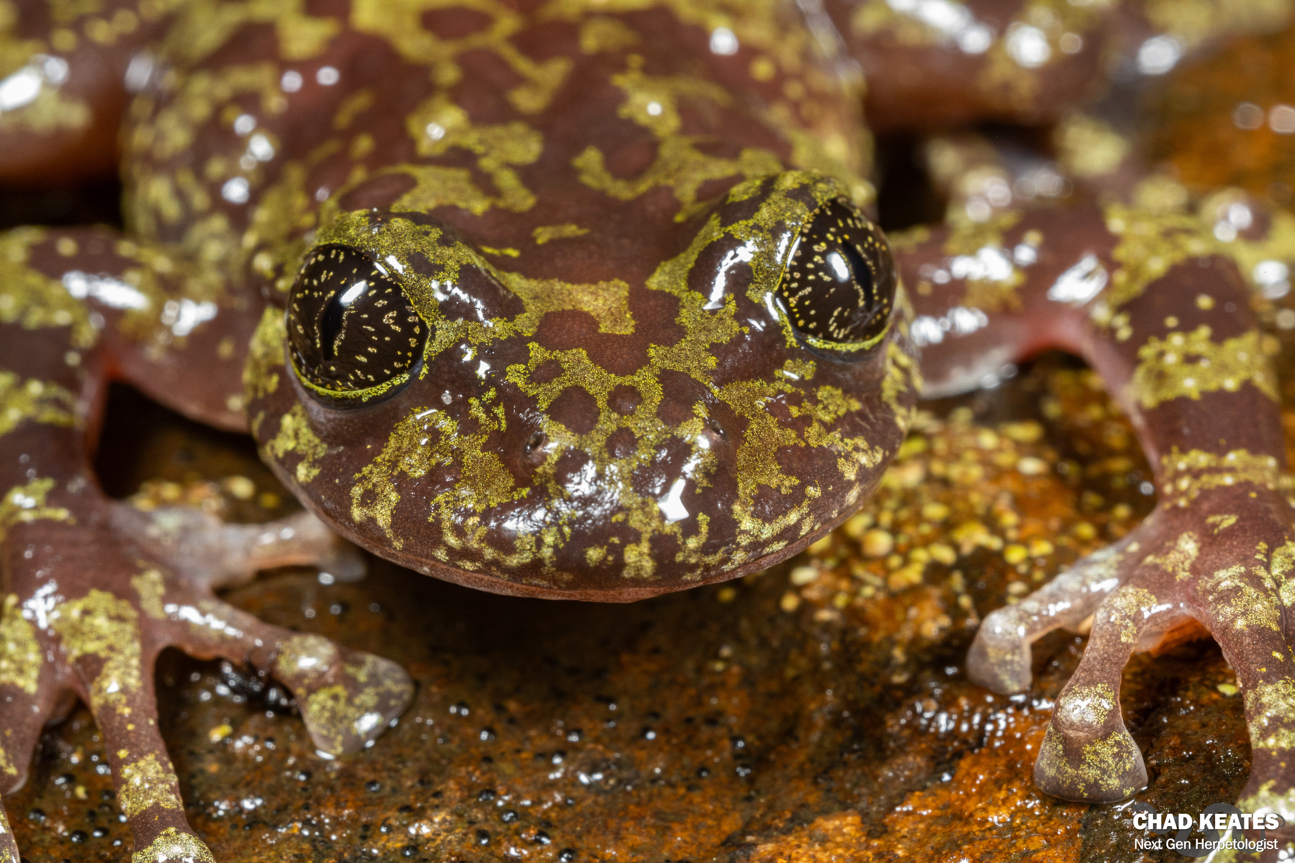 Table Mountain Ghost Frog (Heleophryne rosei) | Chad Keates