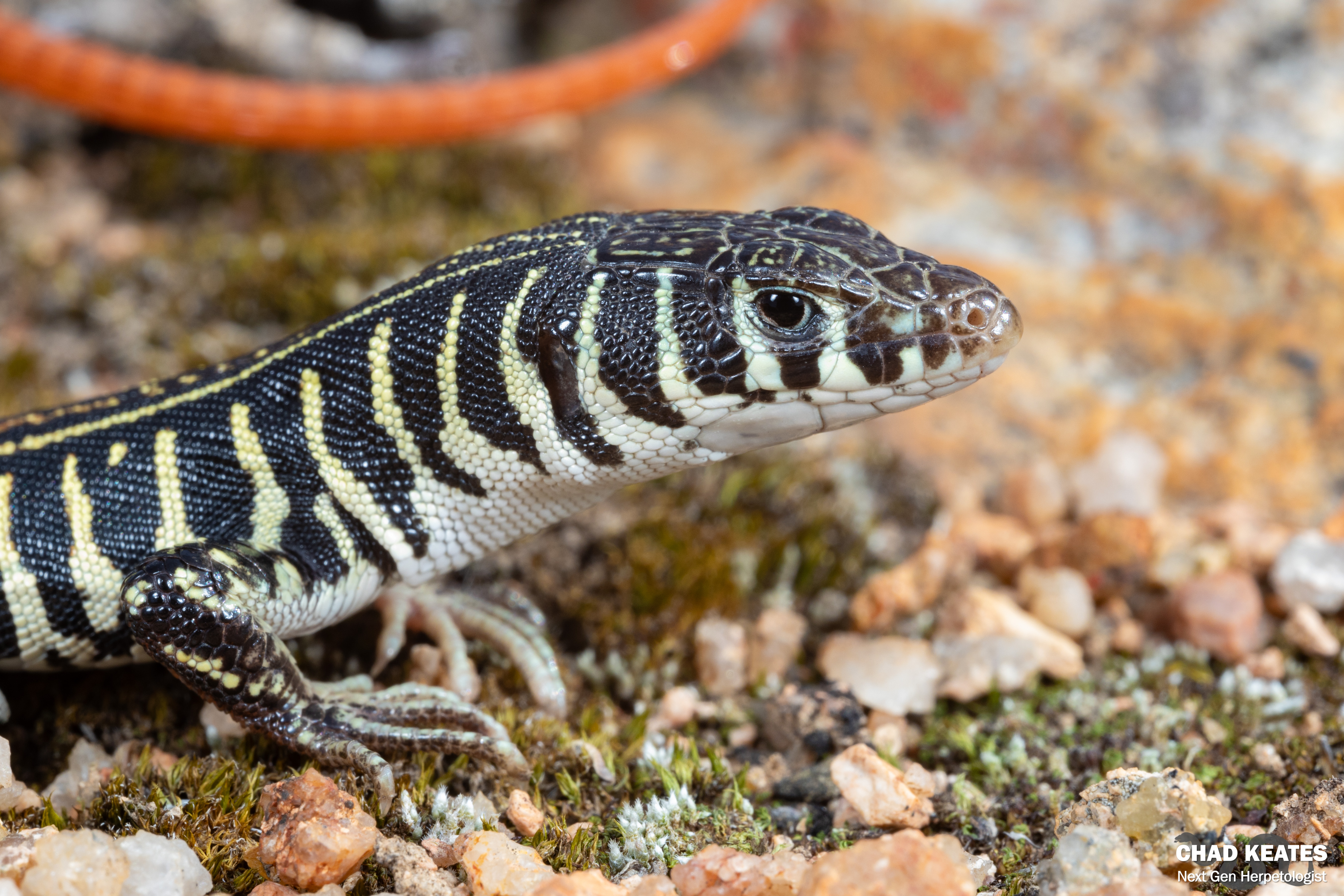 Western Sandveld Lizard (Nucras tessellata) | Chad Keates