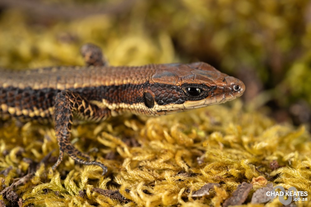 Multi-scaled Forest lizard - Adolfus africanus
