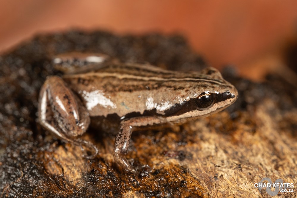  Katanga Caco - Cacosternum leleupi