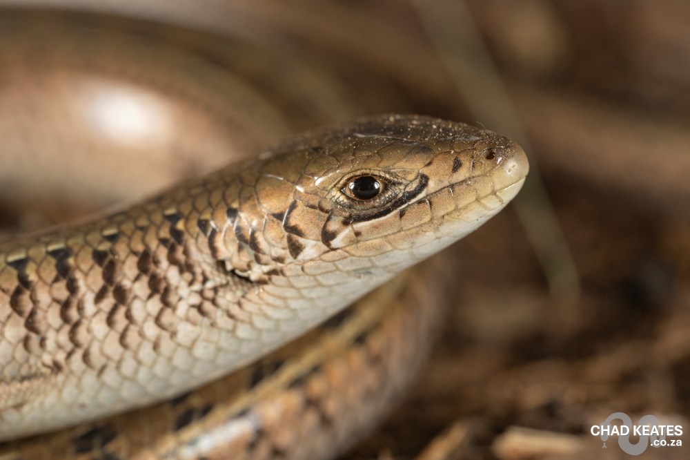 Western Serpentiform Lizard - Eumecia anchietae