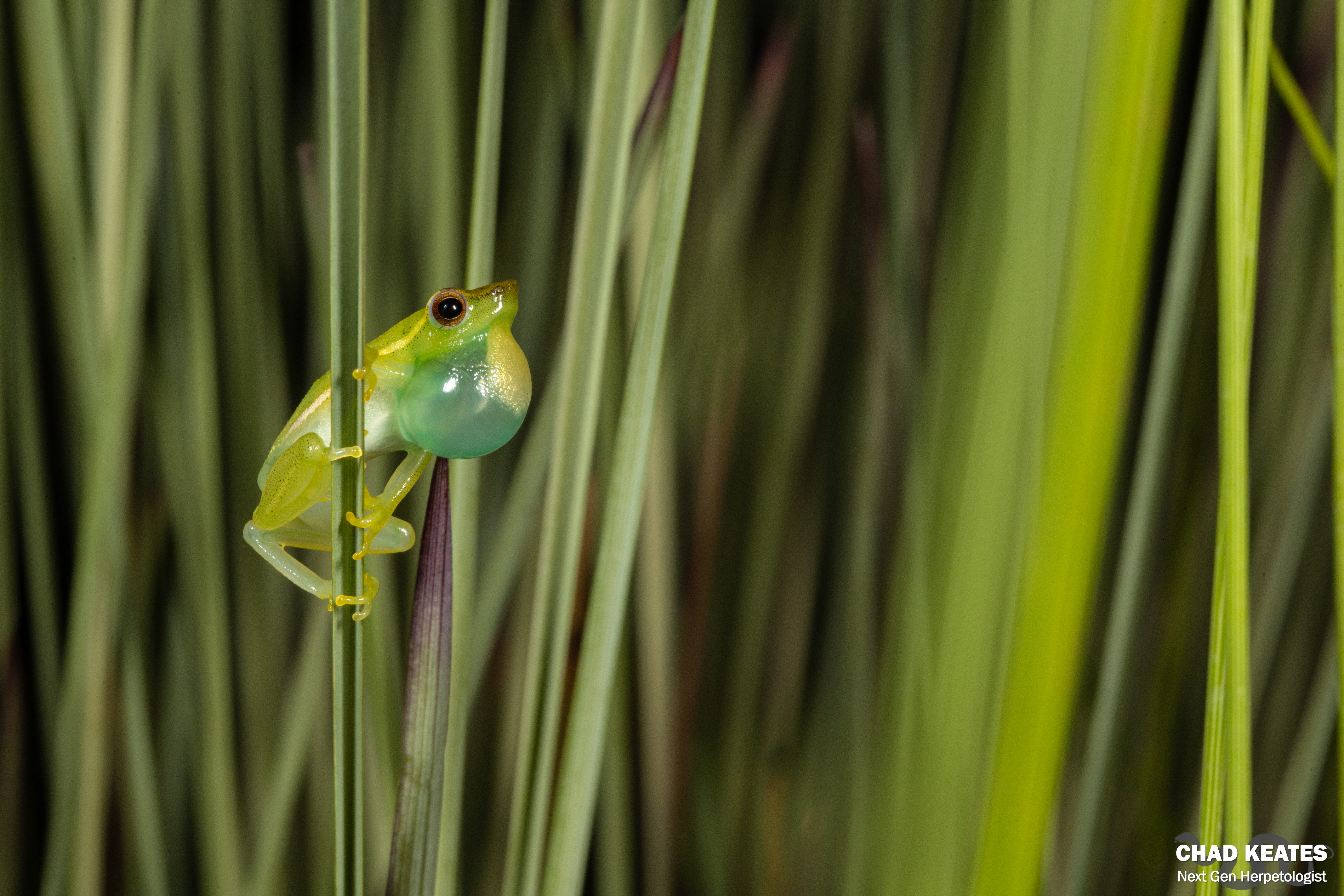 Bengal Reed Benguela Reed Frog (Hyperolius benguellensis) | Chad Keates