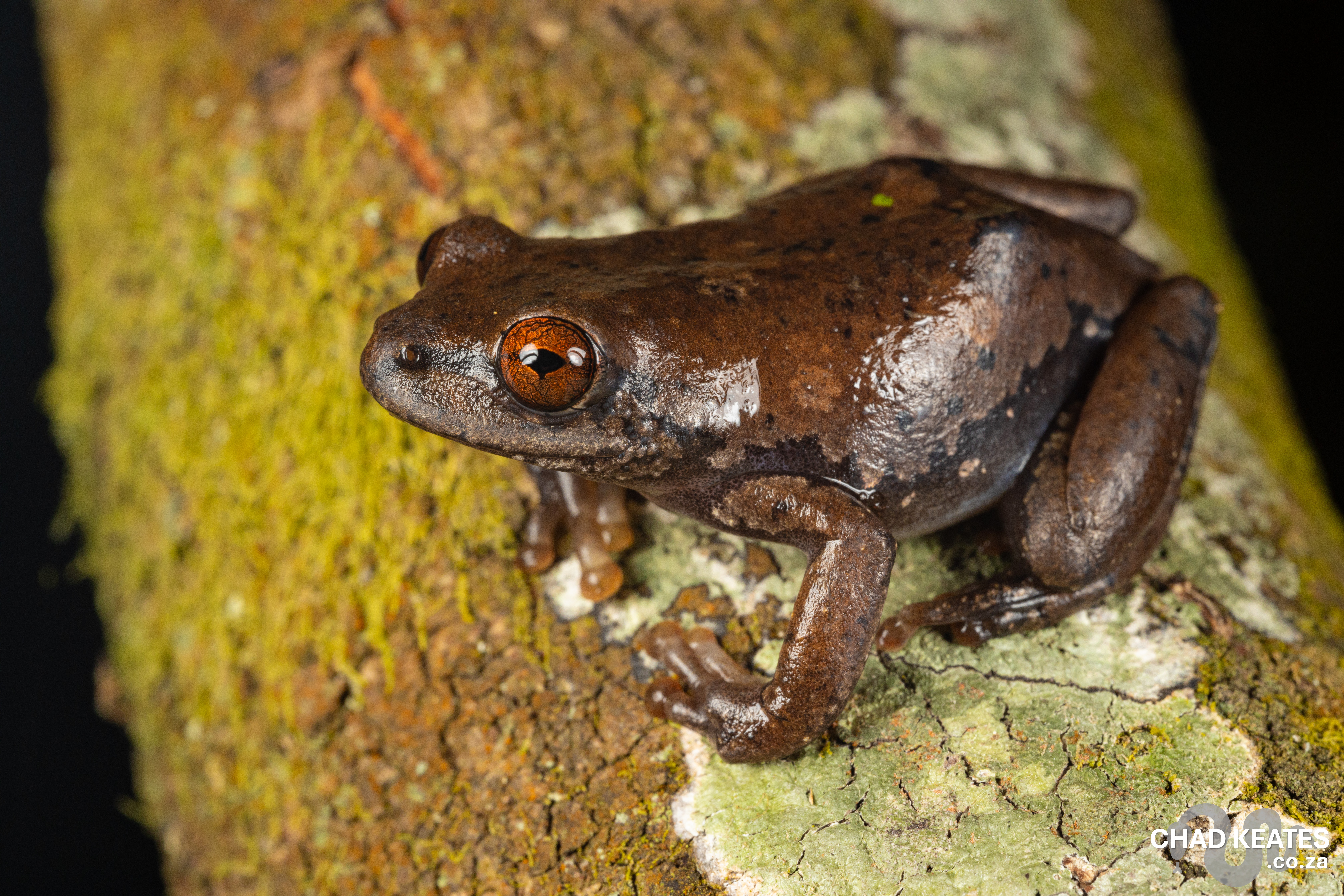 Kibara Reed Frog - Hyperolius kibarae