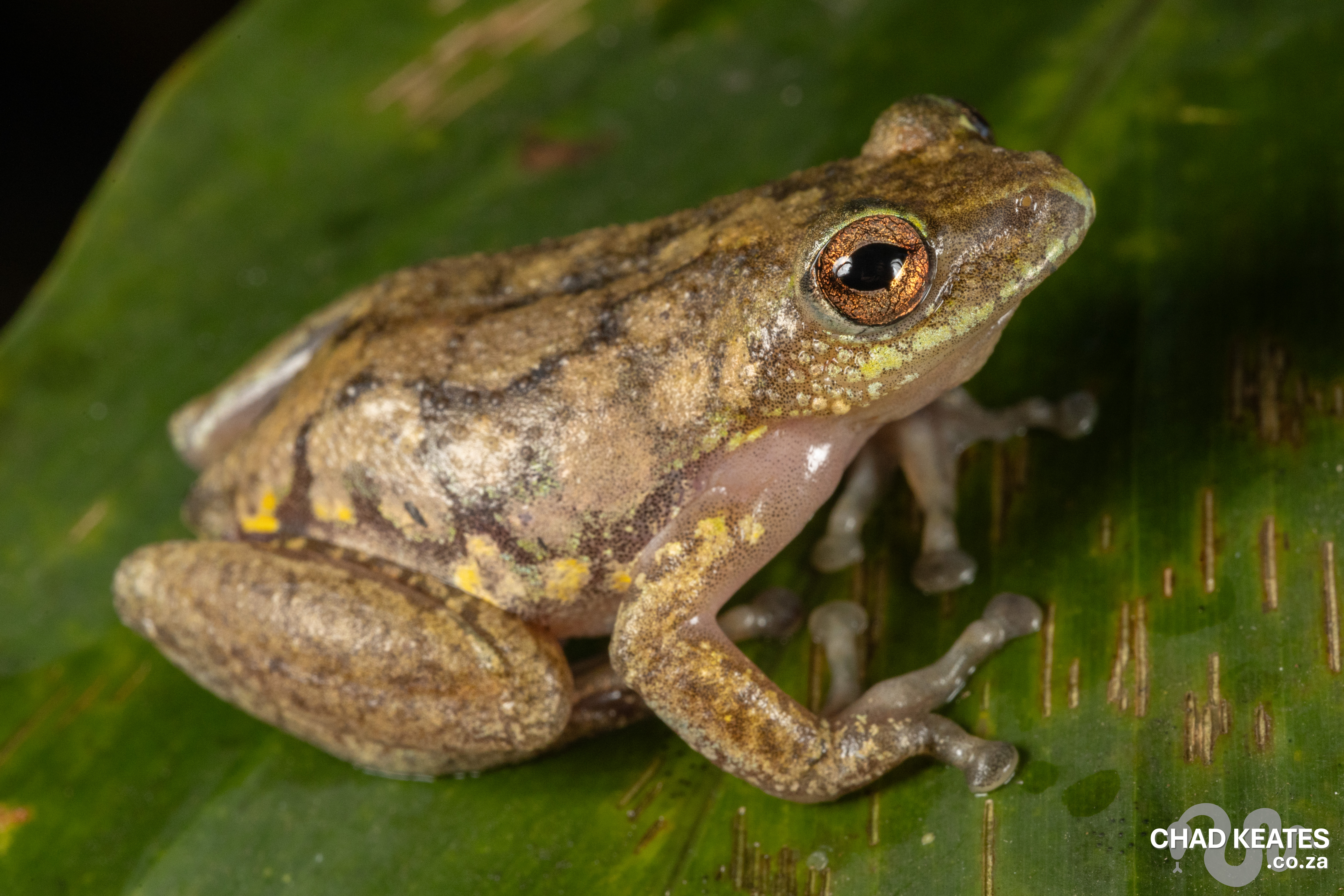 Kibara Reed Frog - Hyperolius kibarae
