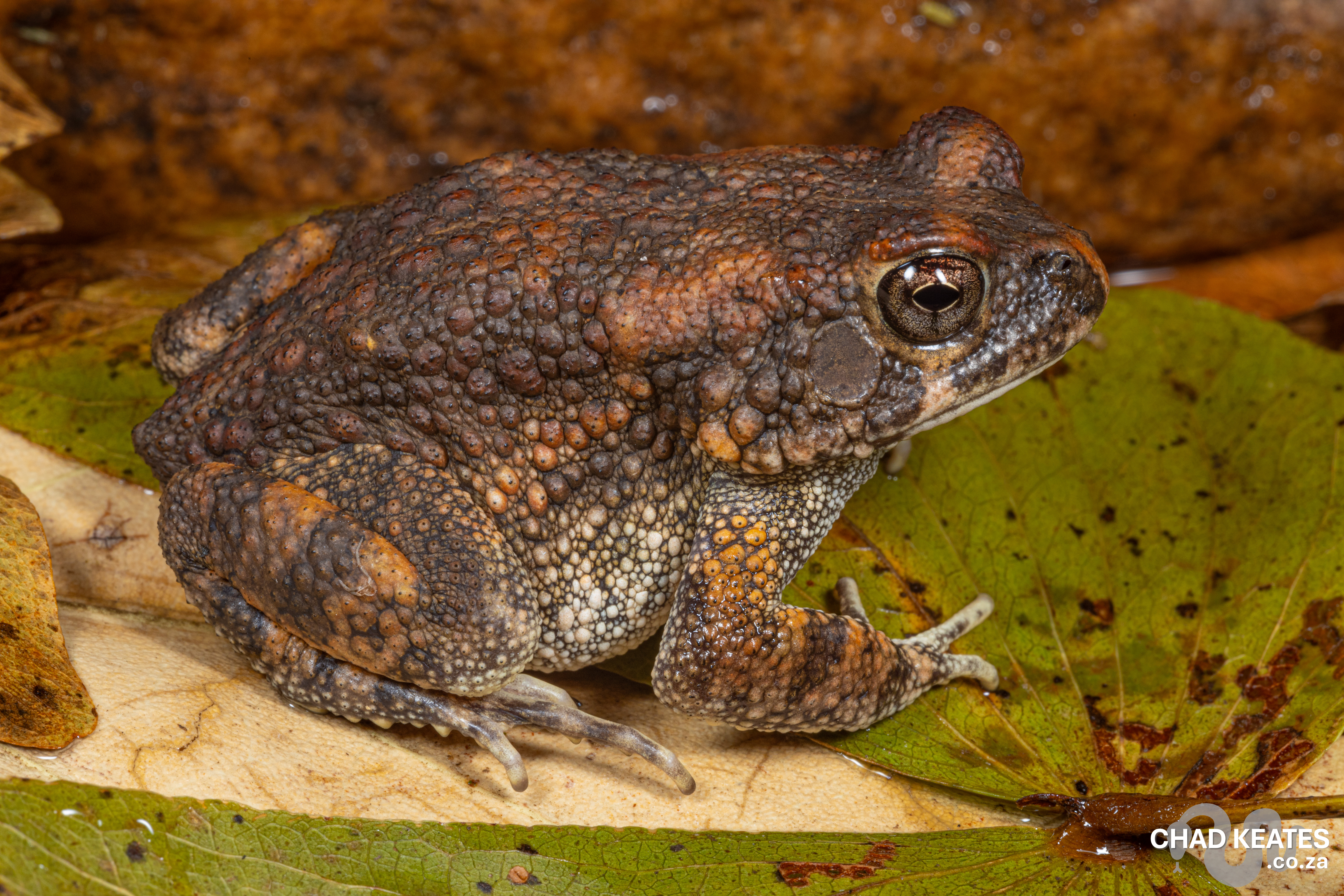 Flat-backed Toad (Sclerophrys pusilla) | Chad Keates