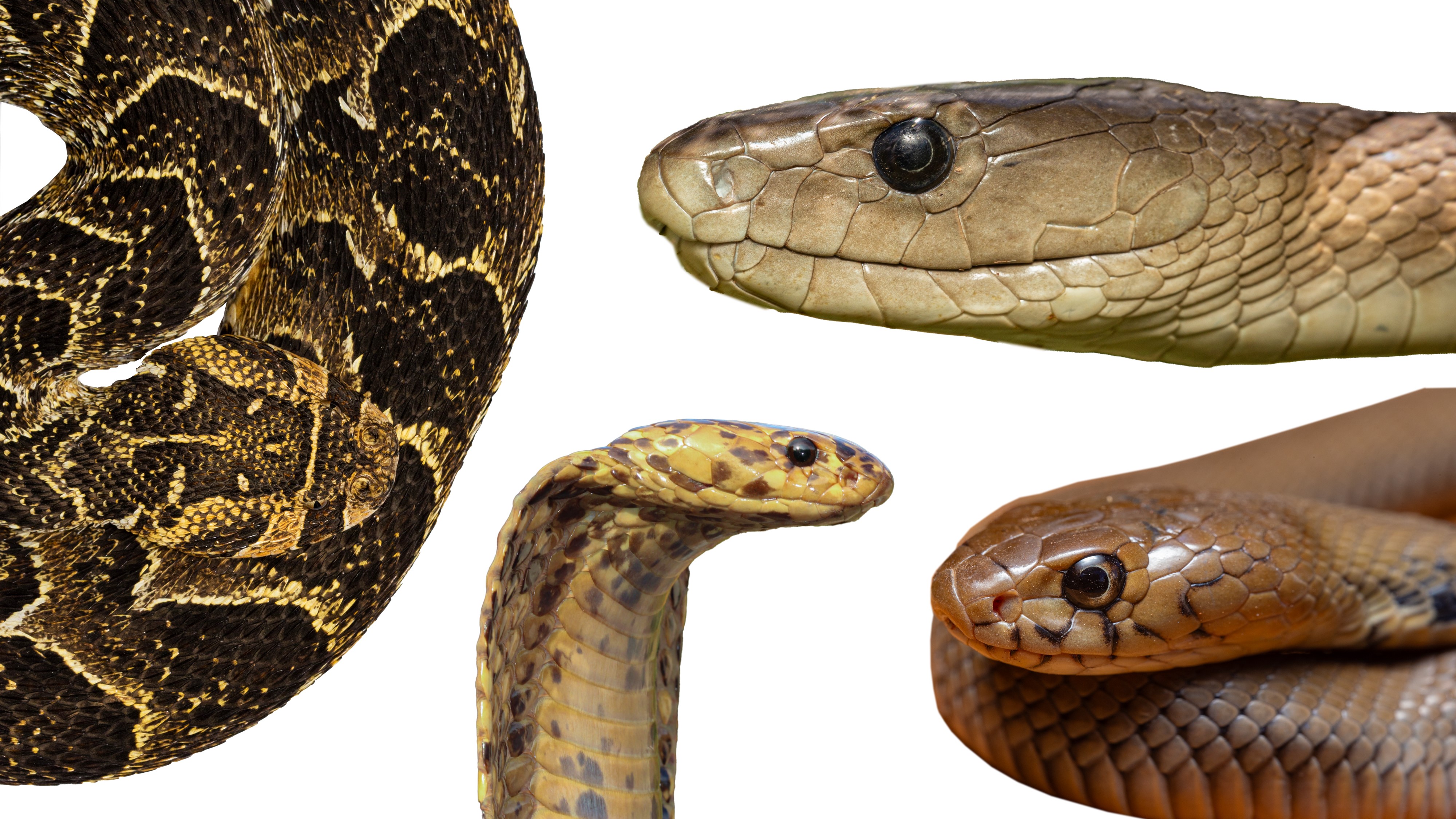 Katanasound Venomous Snake 絶版品 The Most Dangerous Snakes in South Africa | Chad Keates