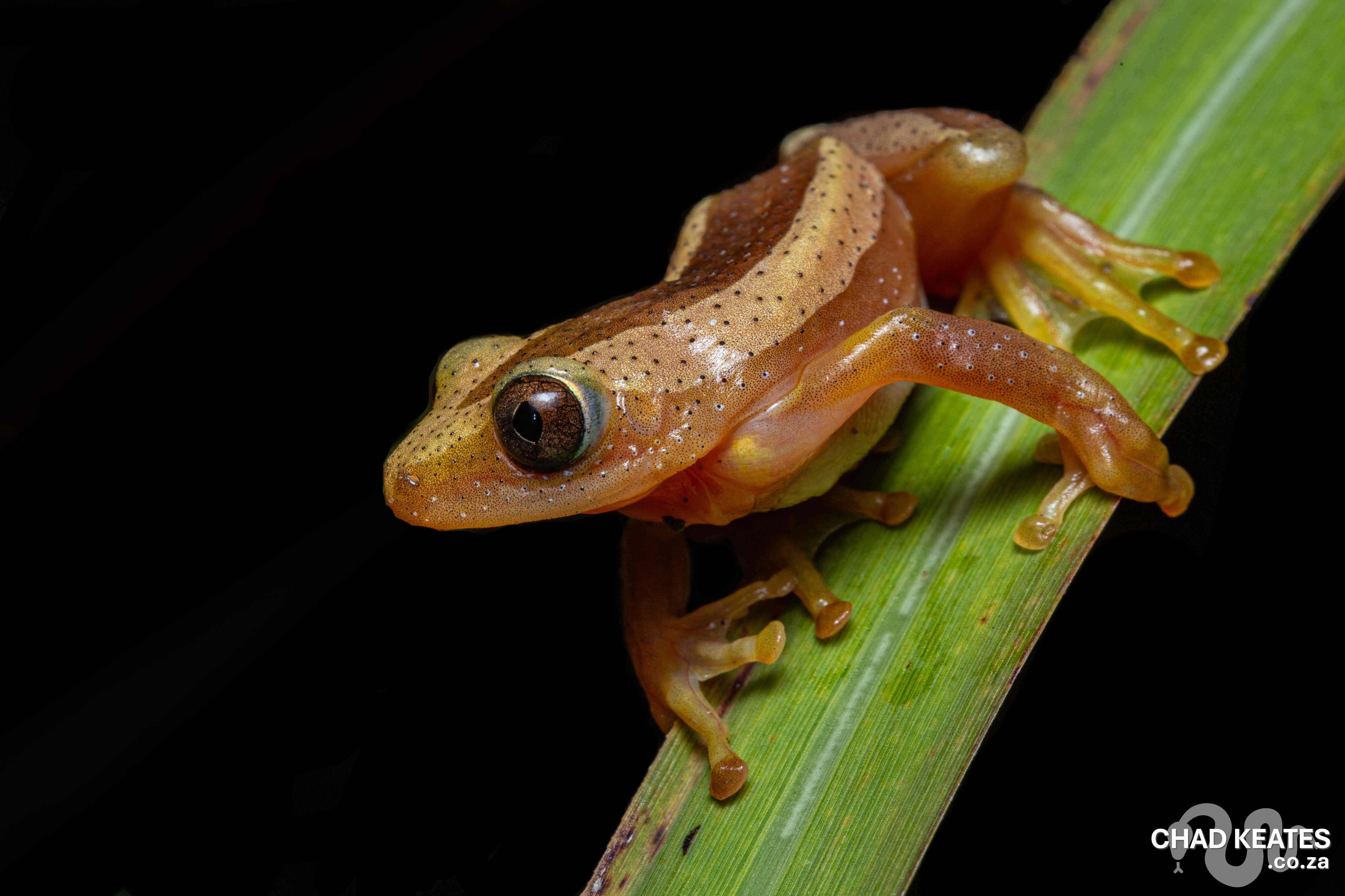 Greater Leaf-folding Frog (Afrixalus fornasini) | Chad Keates