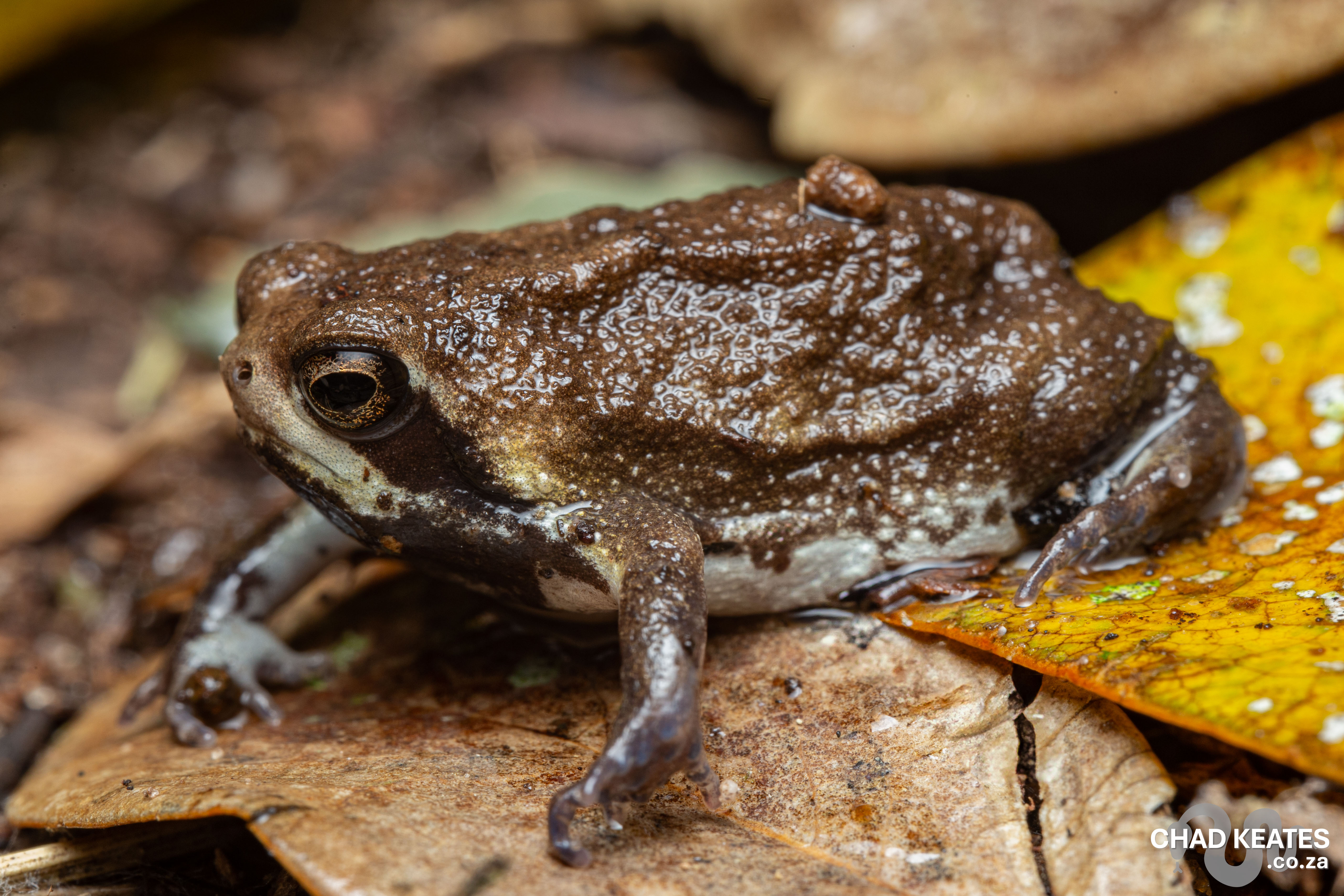 Whistling Rain Frog – Breviceps sopranus | Chad Keates