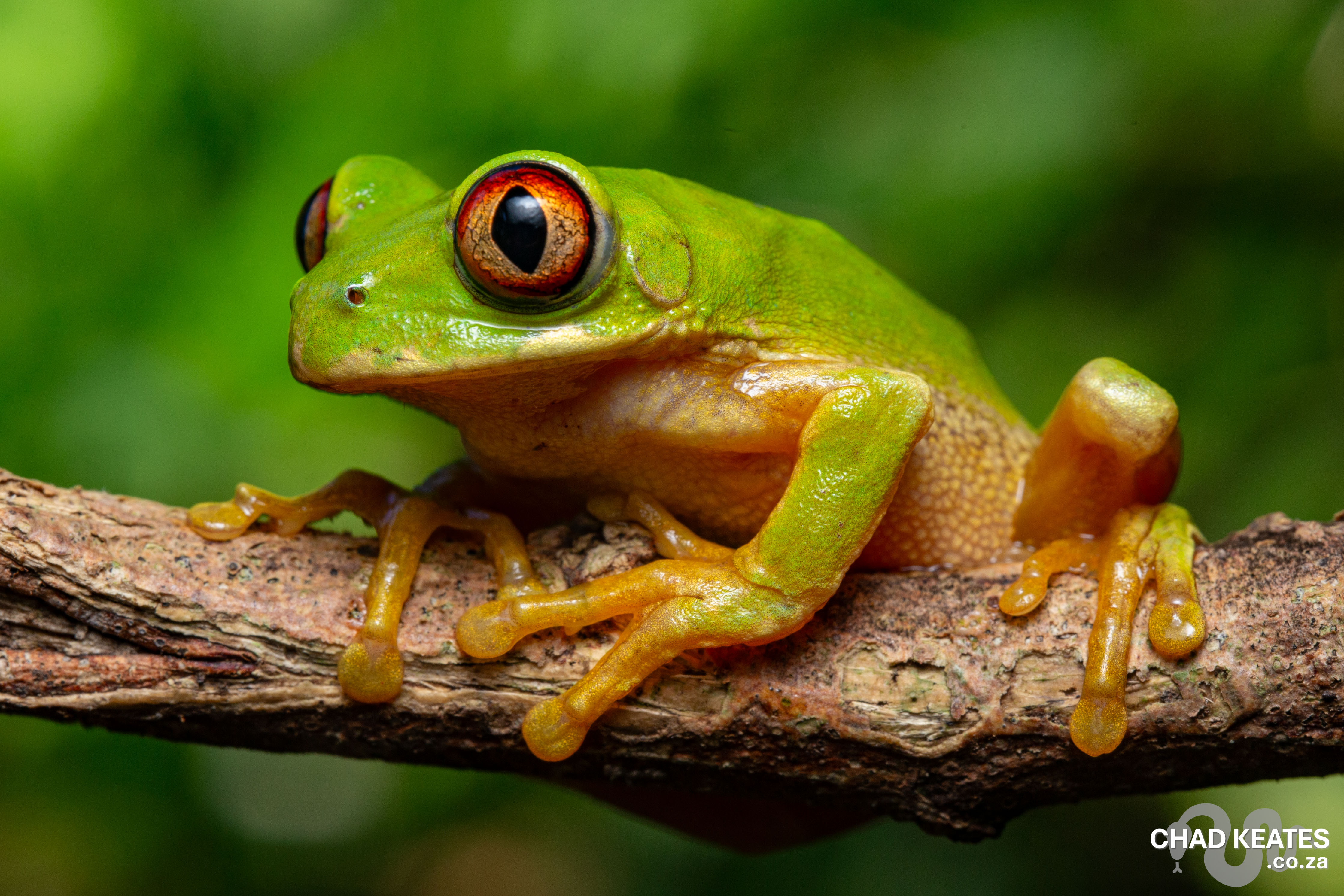 durban green frog | Chad Keates