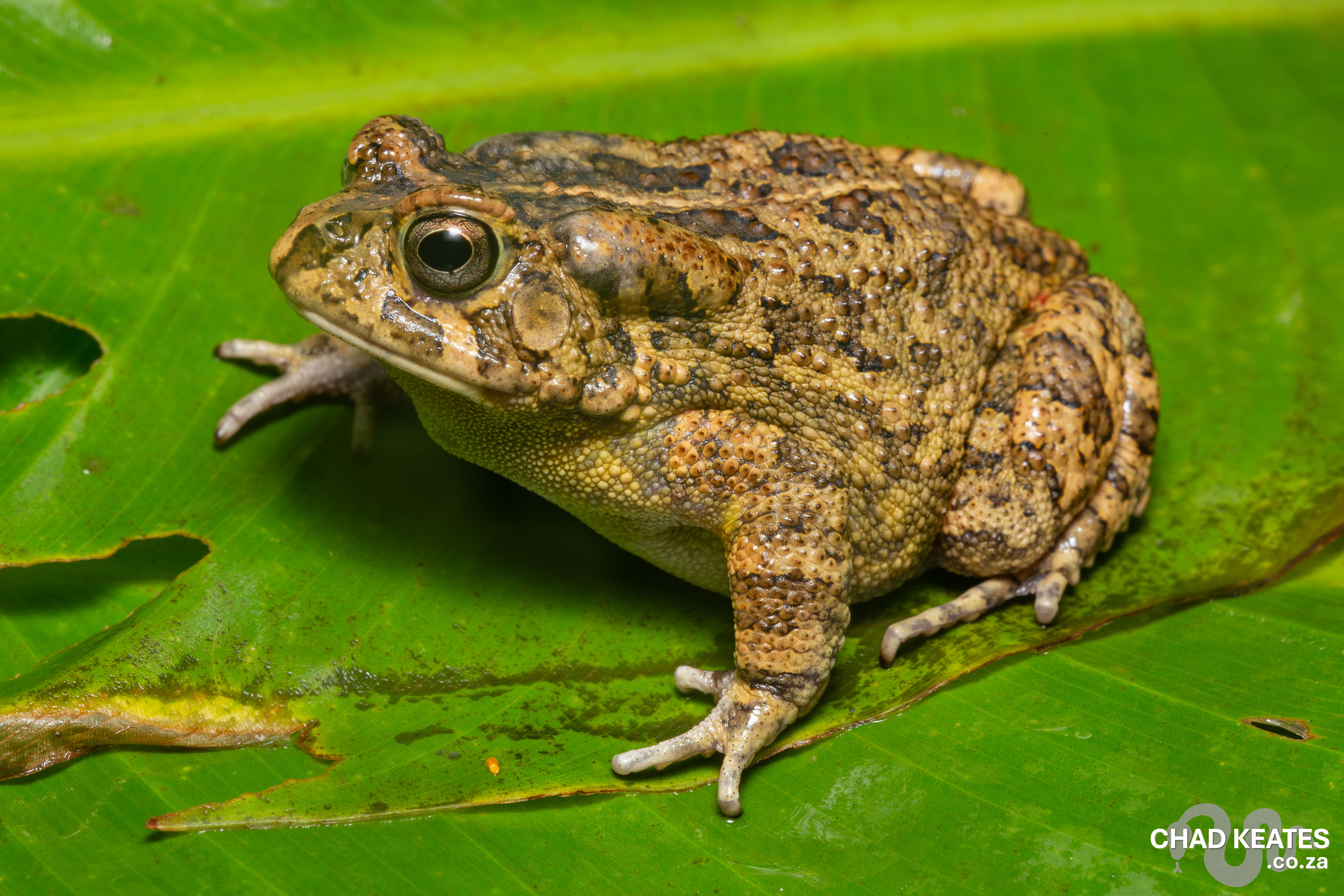 Chad Toad Guttural Toad (Sclerophrys gutturalis) | Chad Keates